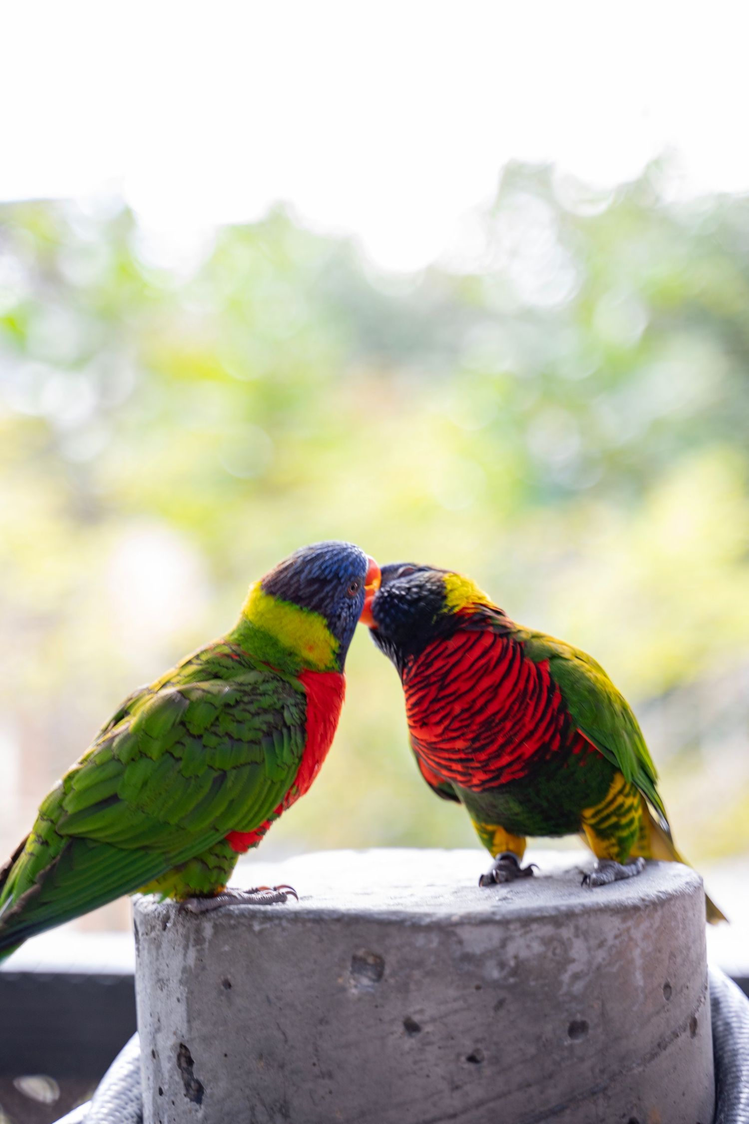 Two colorful lorikeet parrots with green and red feathers perch on a concrete ledge while sharing food.