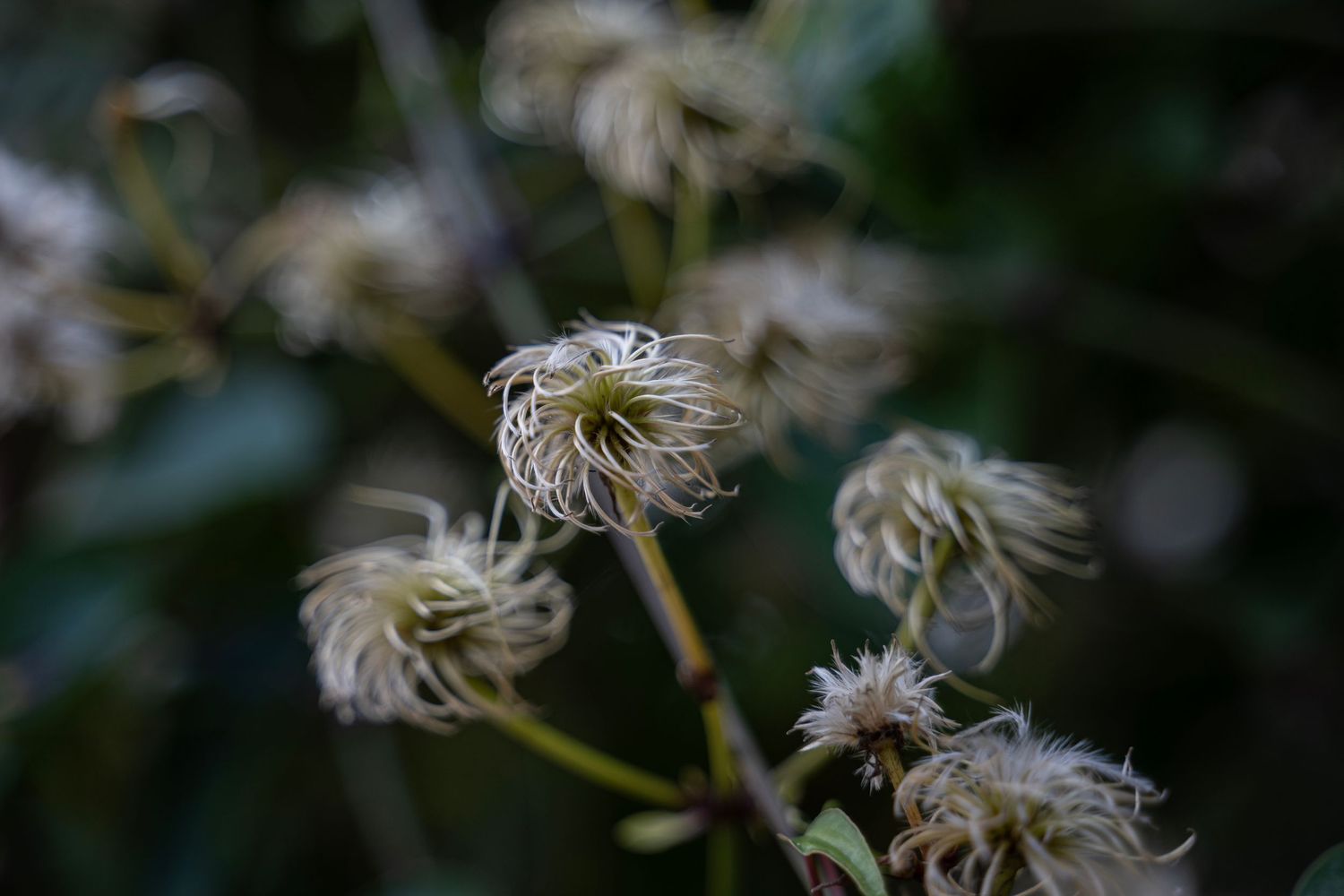 Delicate white fluffy dandelion seed heads with soft wispy tendrils against a dark blurred background.