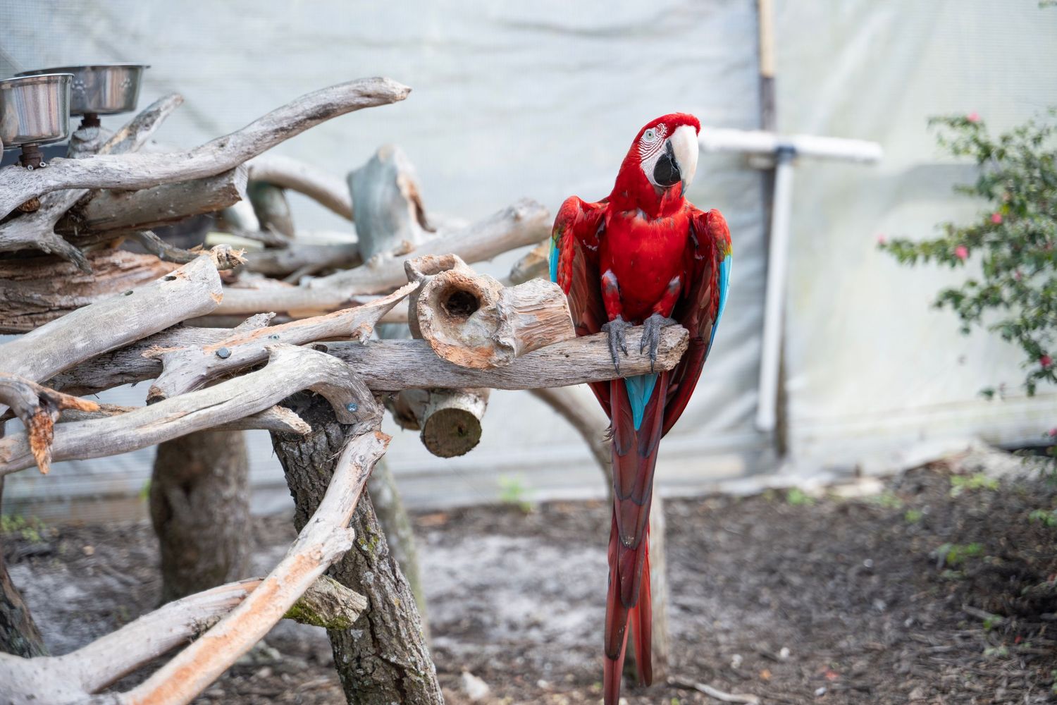 A bright red and blue macaw parrot perches on a weathered driftwood branch in an outdoor setting.
