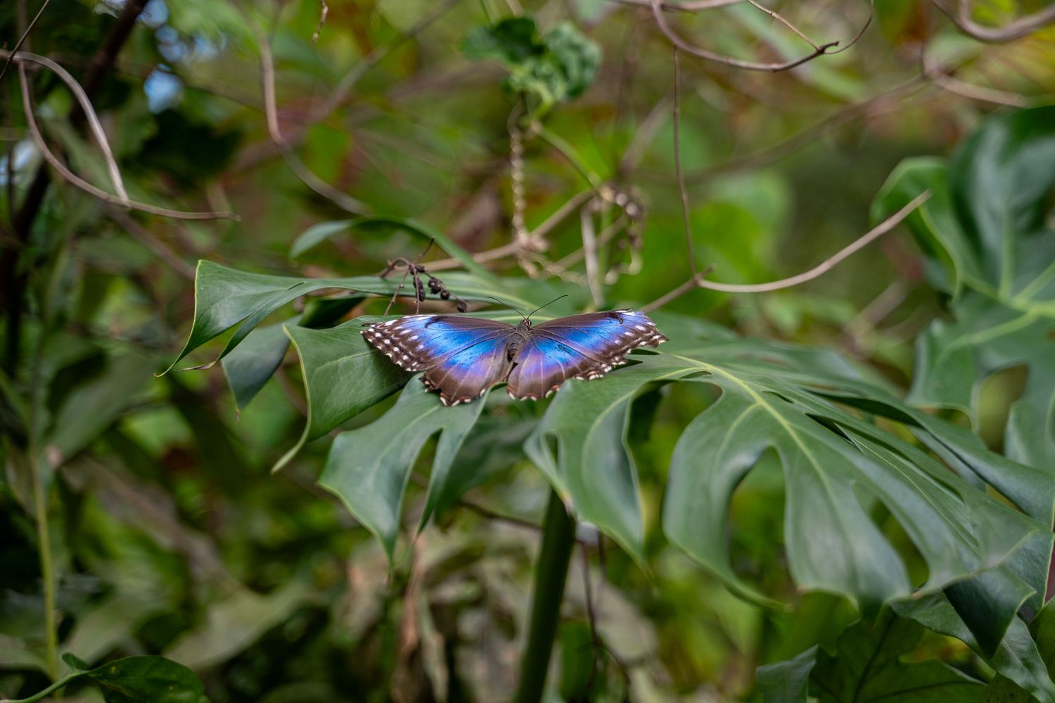 A vibrant blue morpho butterfly rests on green foliage in a tropical garden setting.