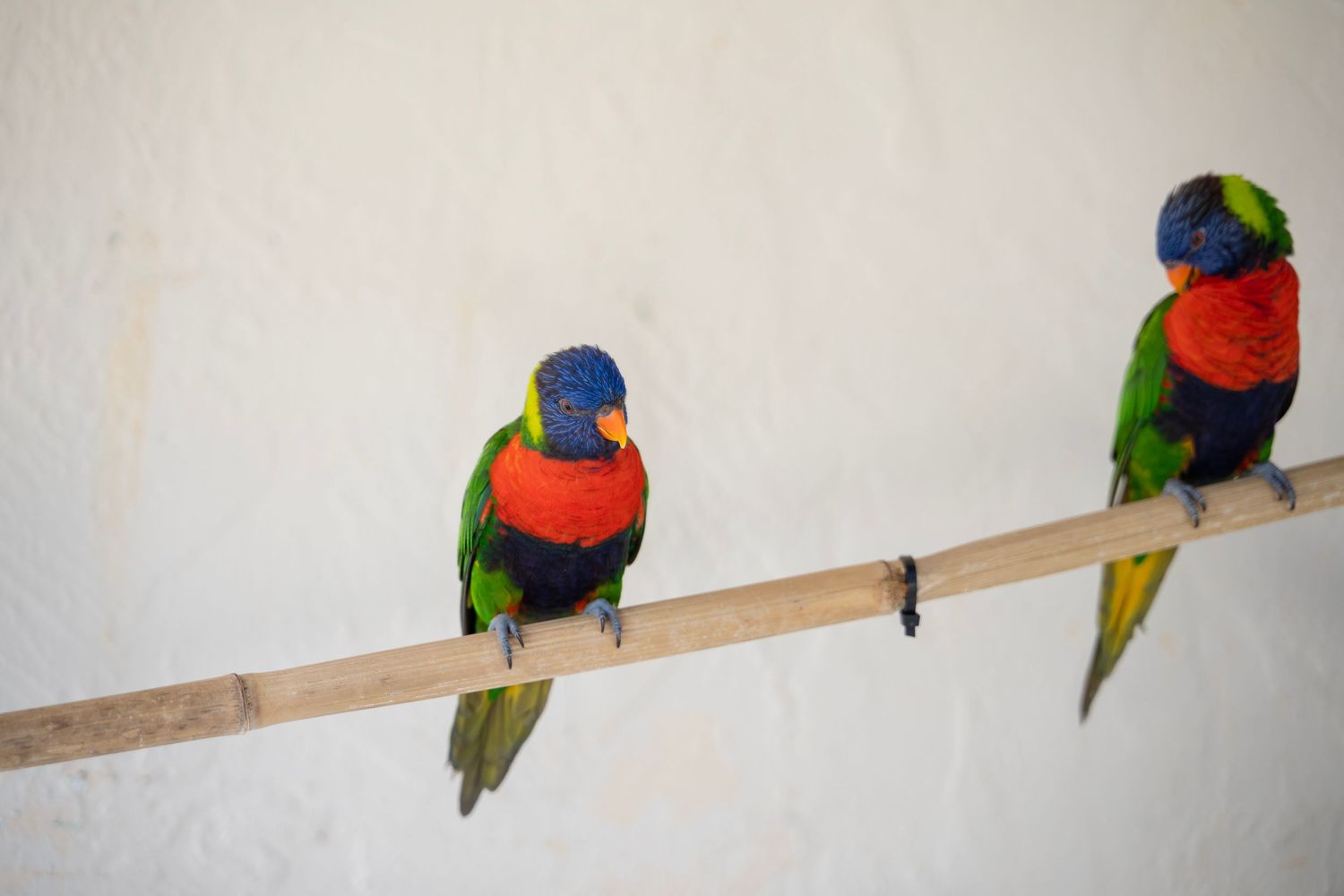 A rainbow lorikeet parrot perches on a white ledge in a sequence of six progressive photographs.