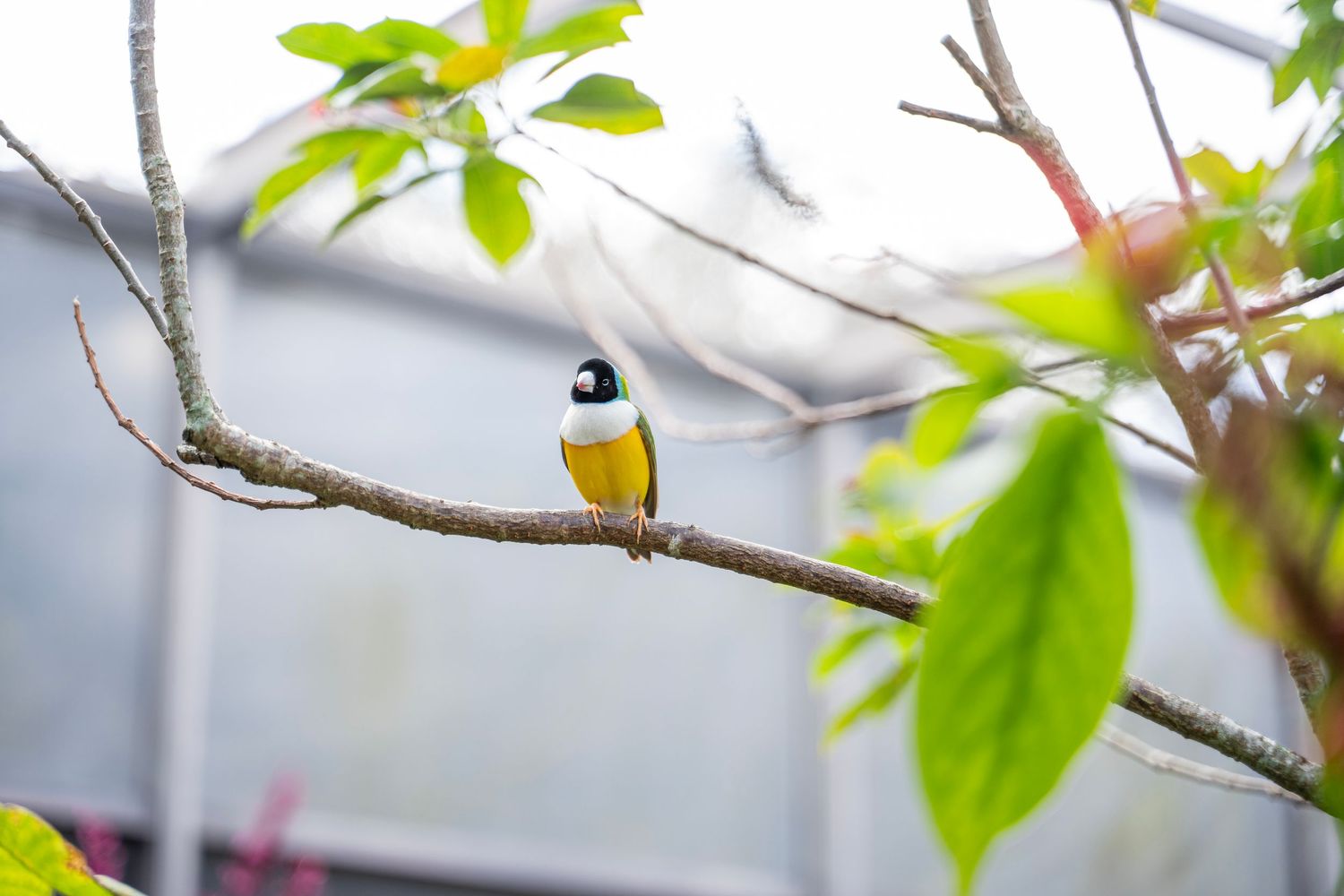 A bright green hummingbird perches on a thin branch with blurred foliage in the background.