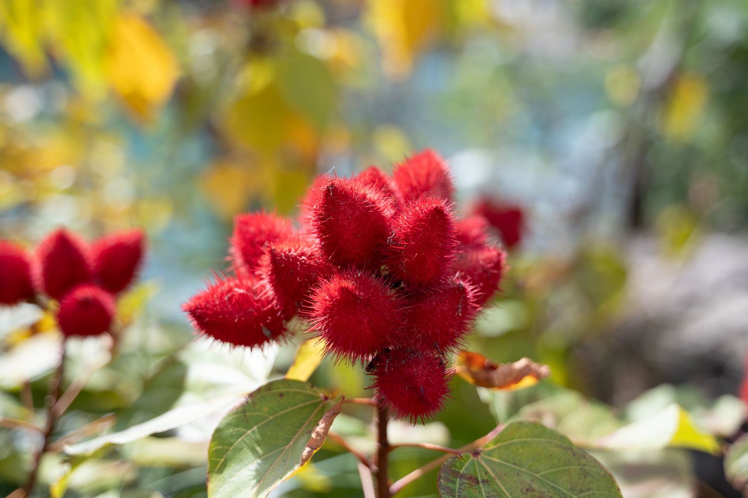 Vibrant red celosia flowers bloom against a soft blurred background of yellow and green foliage.