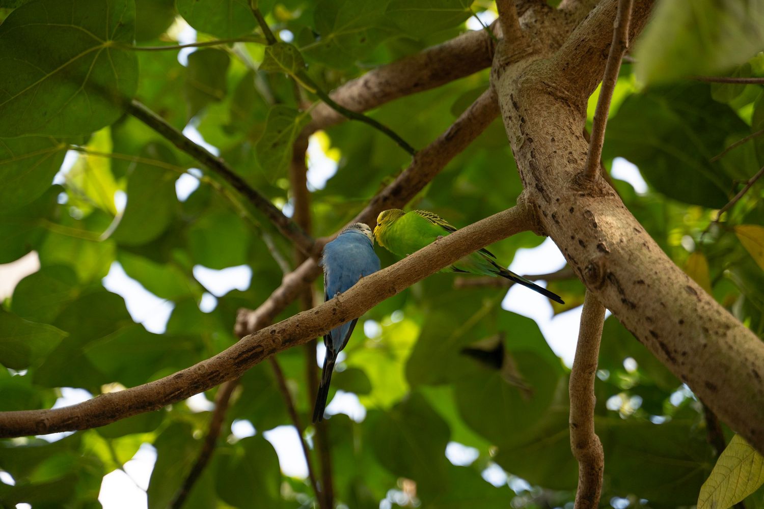 A green anole lizard with a bright red dewlap perches on a tree branch among lush green leaves.