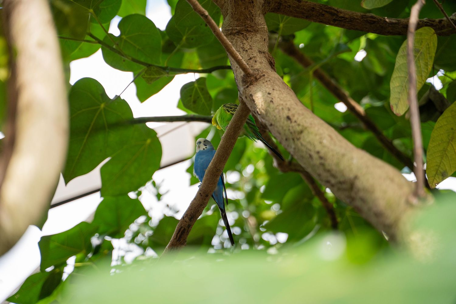 Green leaves and branches create a natural canopy pattern against a bright sky in a garden setting.