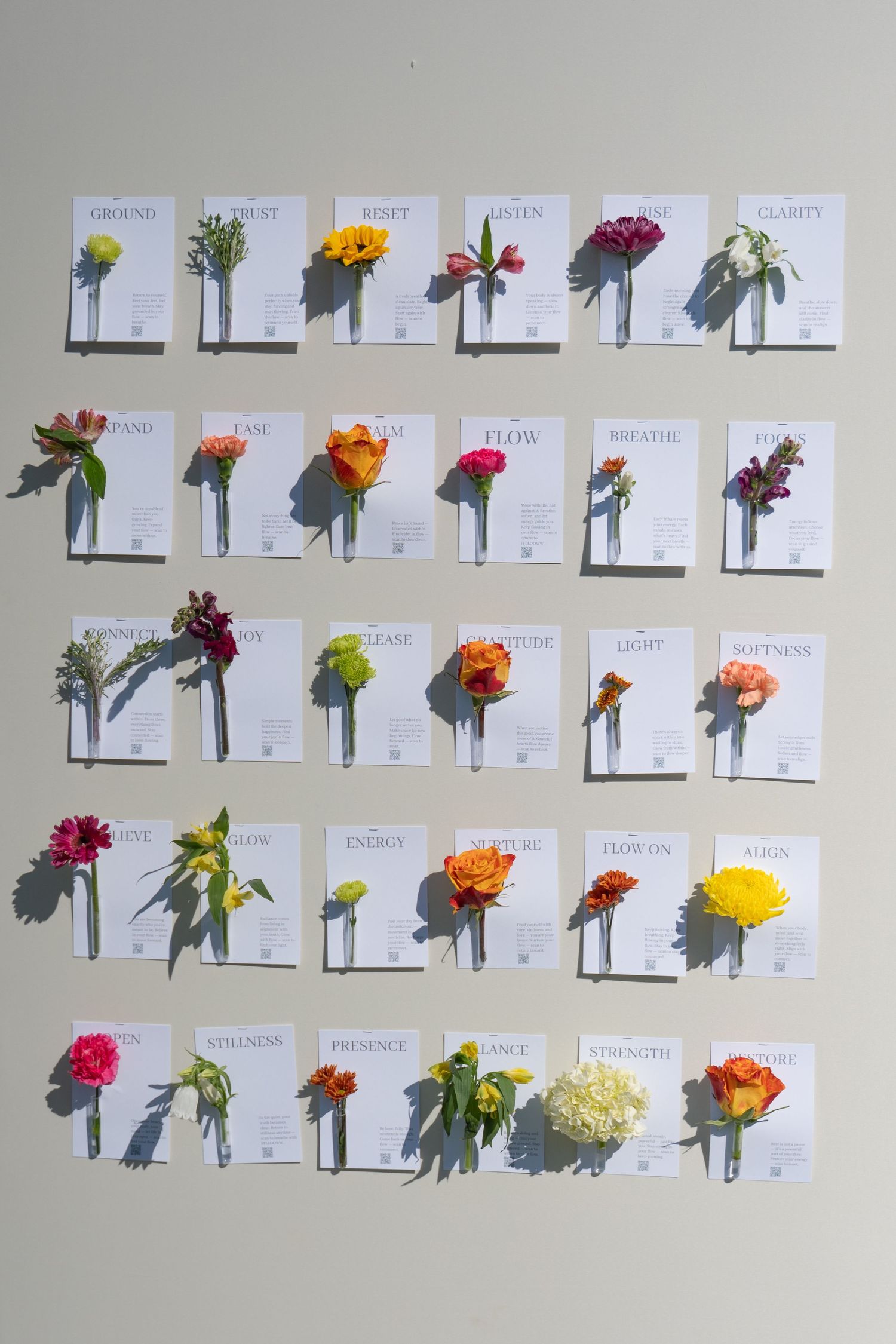 Wall display of colorful flower varieties with labeled cards in organized grid pattern.