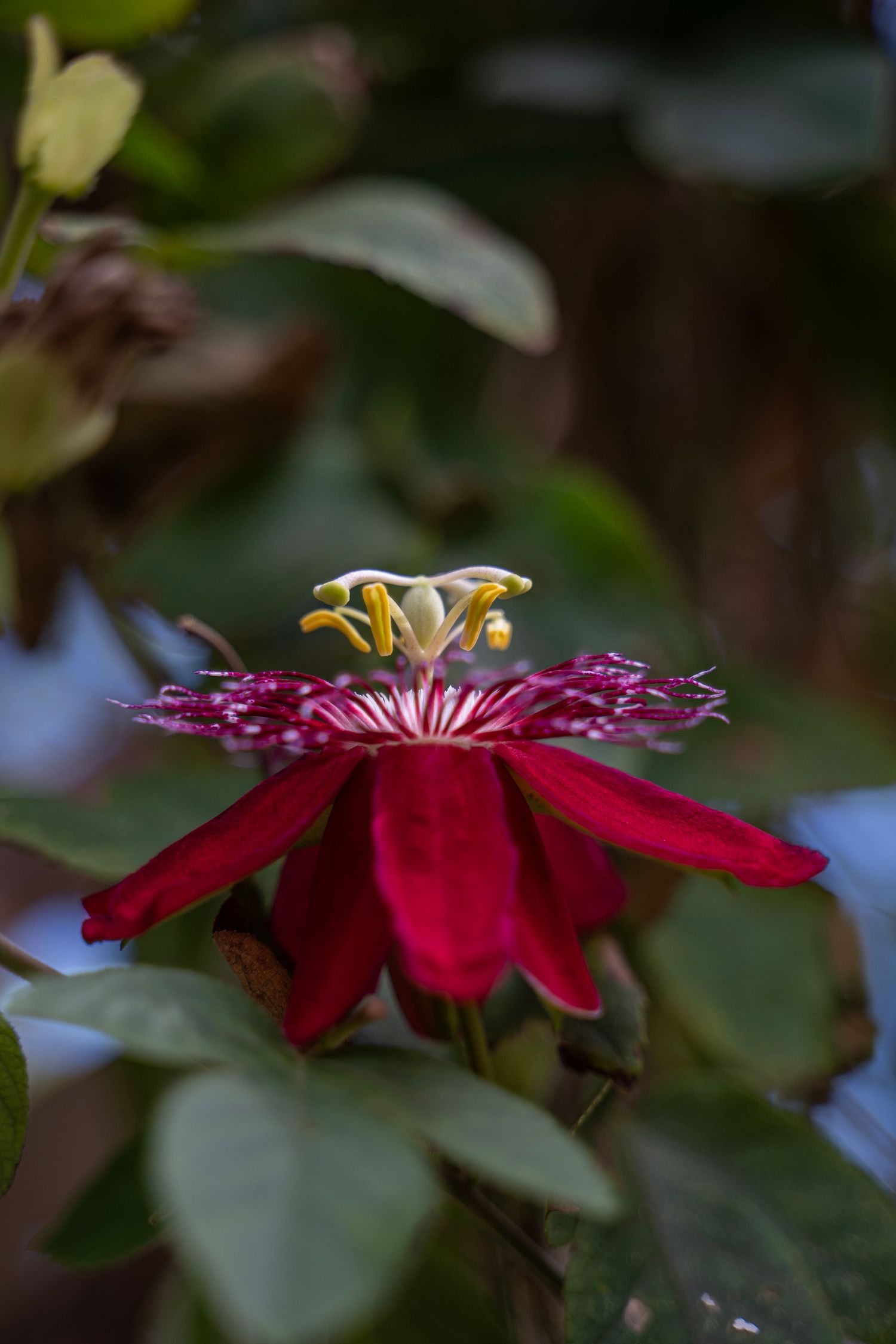 Close-up sequence of deep red passion flower petals unfolding with yellow stamens against blurred green background.