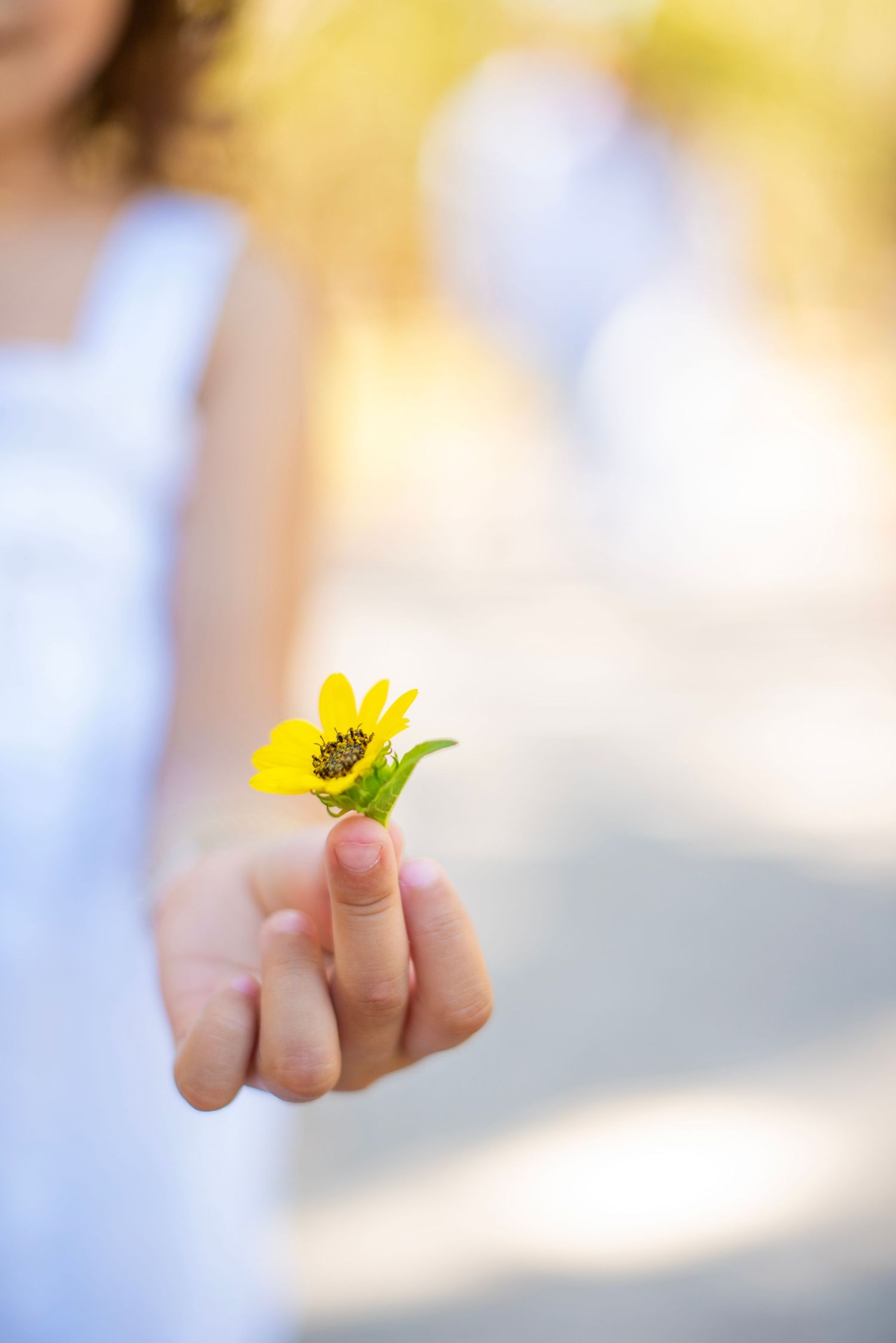 Hand holding a small yellow flower against a soft blurred background in warm sunlight.