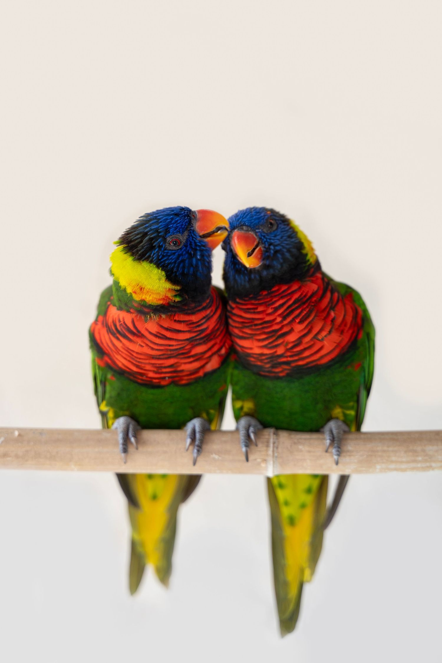 Two colorful Rainbow Lorikeet parrots snuggle close together while perched on a wooden branch.
