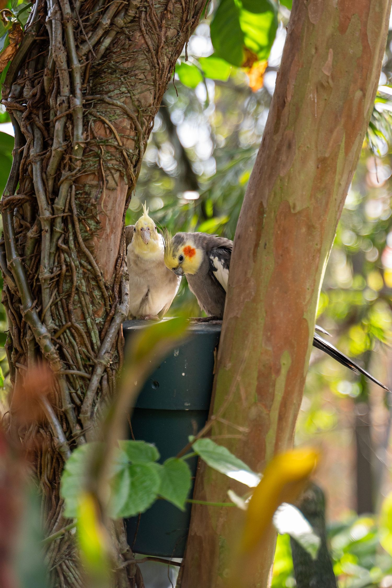 A green plastic bird feeder mounted between tree trunks in a garden setting with dappled sunlight.