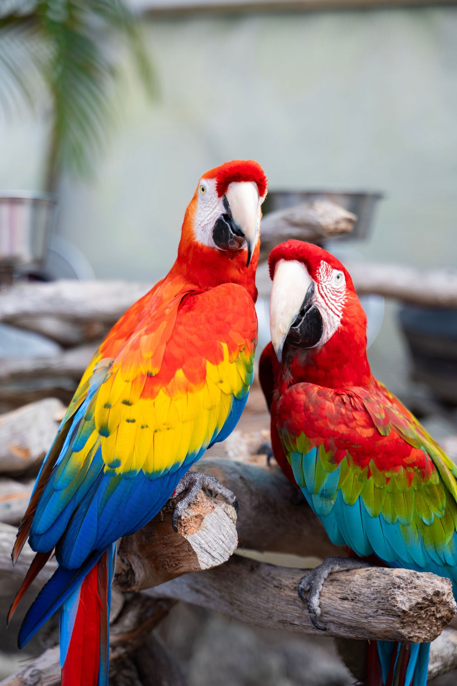 Colorful scarlet macaw parrots perched on tree branches displaying their vibrant red, yellow and blue feathers.