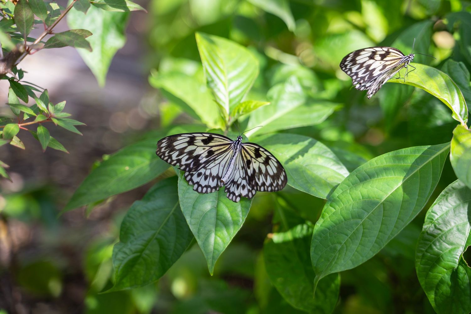 Black and white butterfly with intricate wing patterns rests delicately on vibrant green foliage in a garden setting.