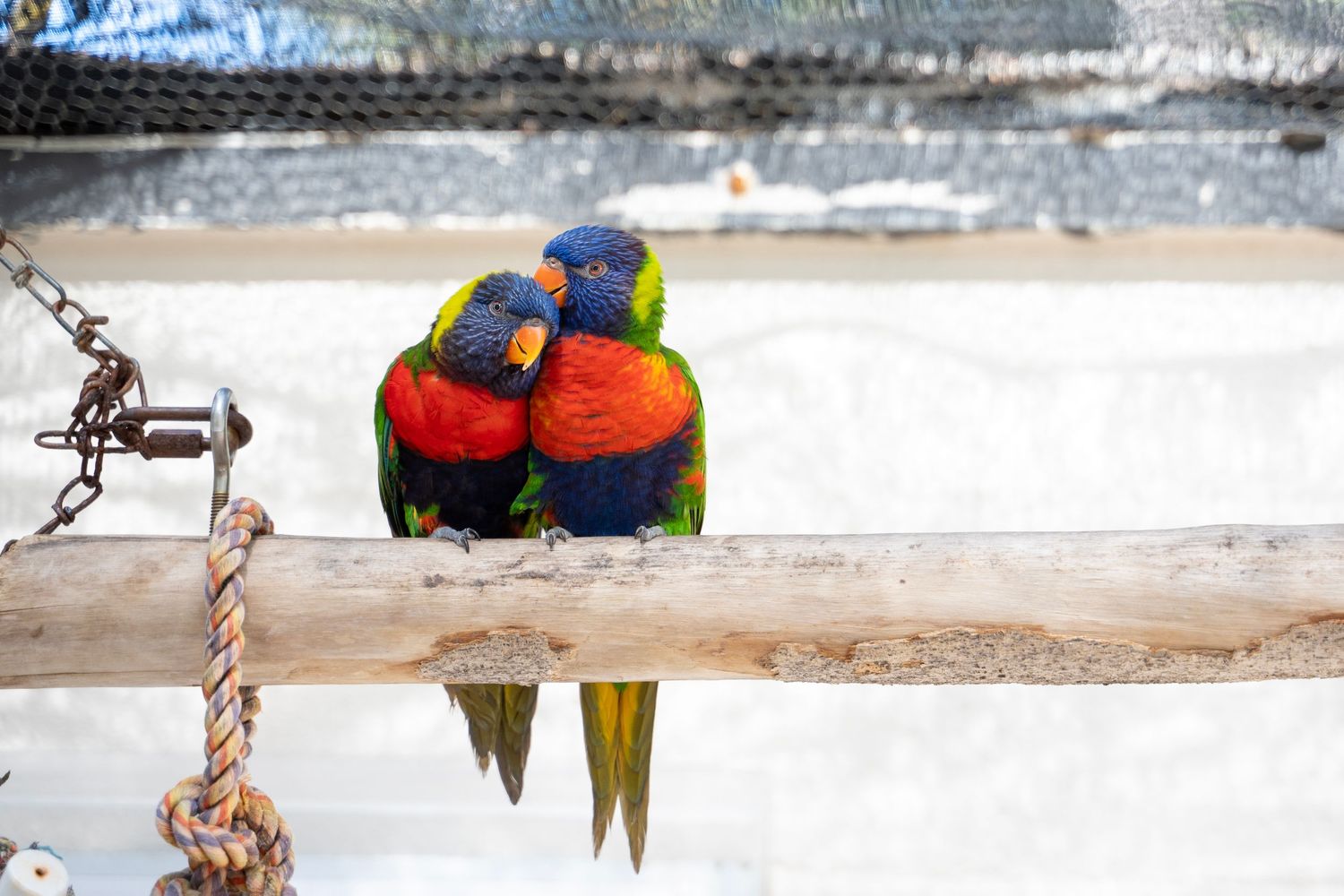 Two colorful rainbow lorikeets perch close together on a wooden railing in a loving embrace.