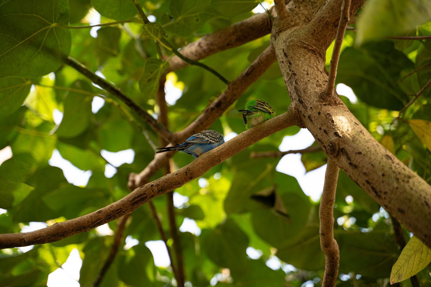 Sunlight filters through lush green tree leaves creating a bright natural canopy in summer.