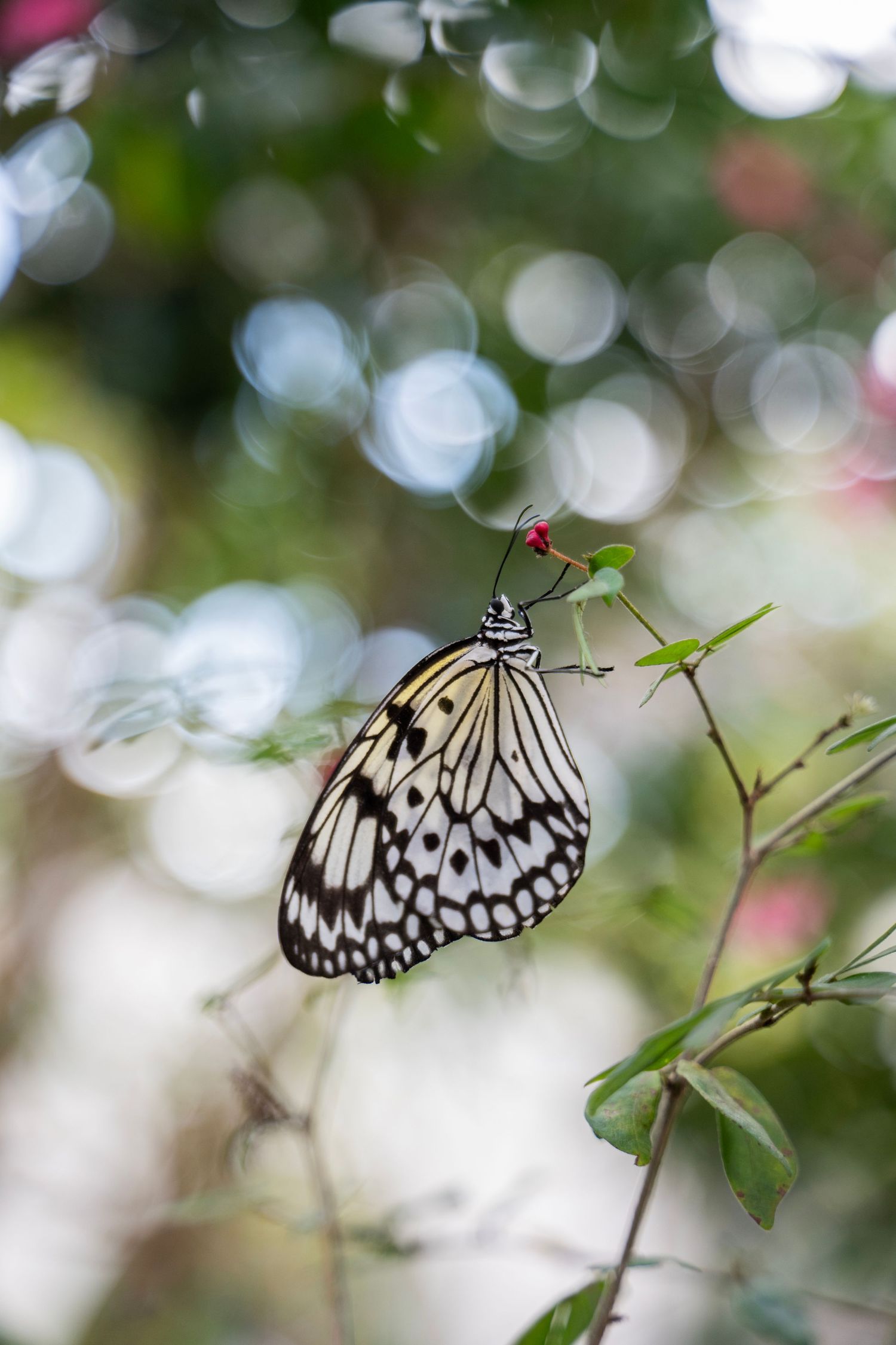 A black and white tree nymph butterfly perches delicately on a green leaf against a soft bokeh background.