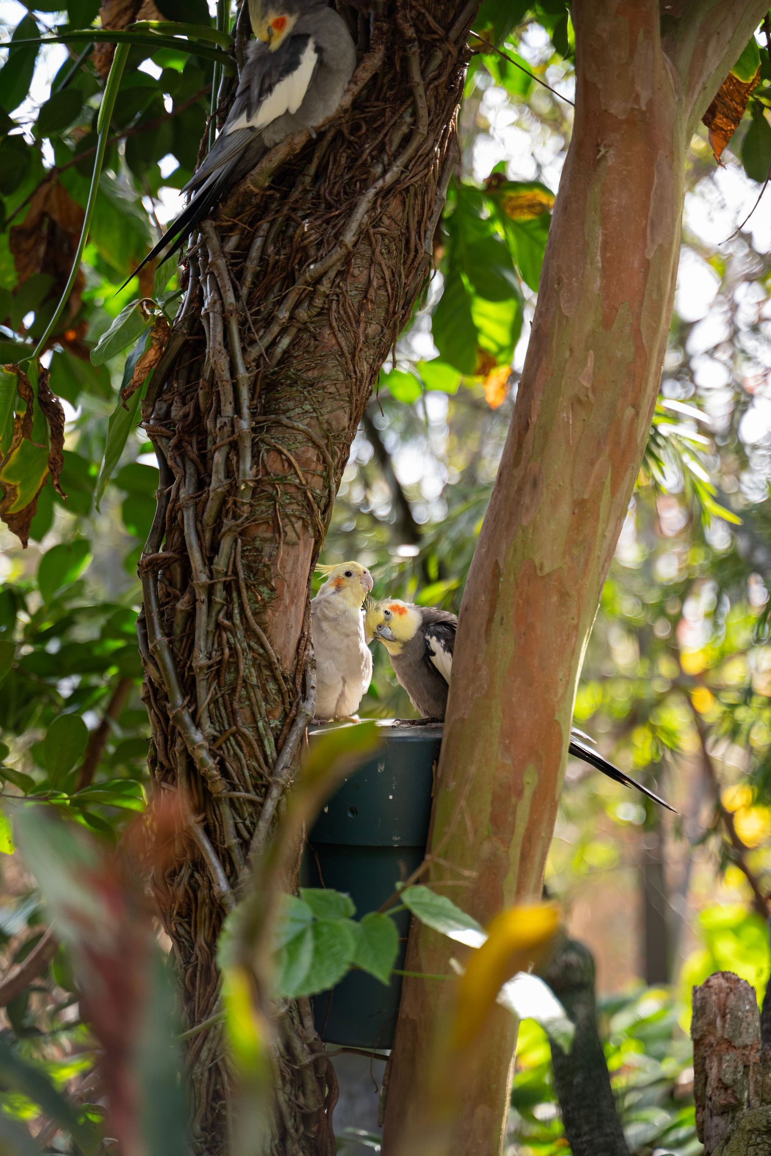 Two small birds perch near a green feeder mounted on a tree trunk in a leafy garden setting.