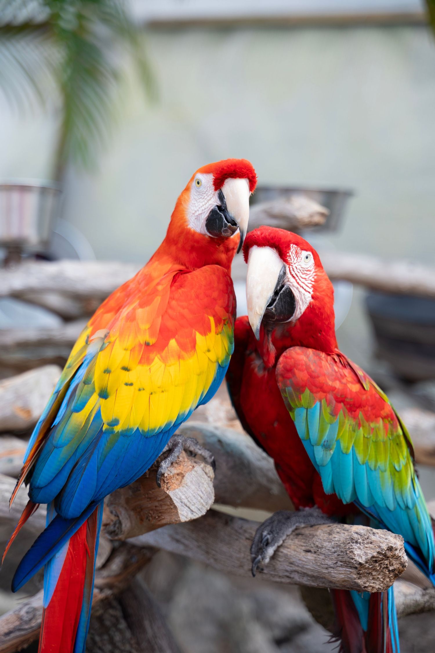 Two colorful scarlet macaws perch on driftwood while displaying affectionate behavior in a sequence of photos.