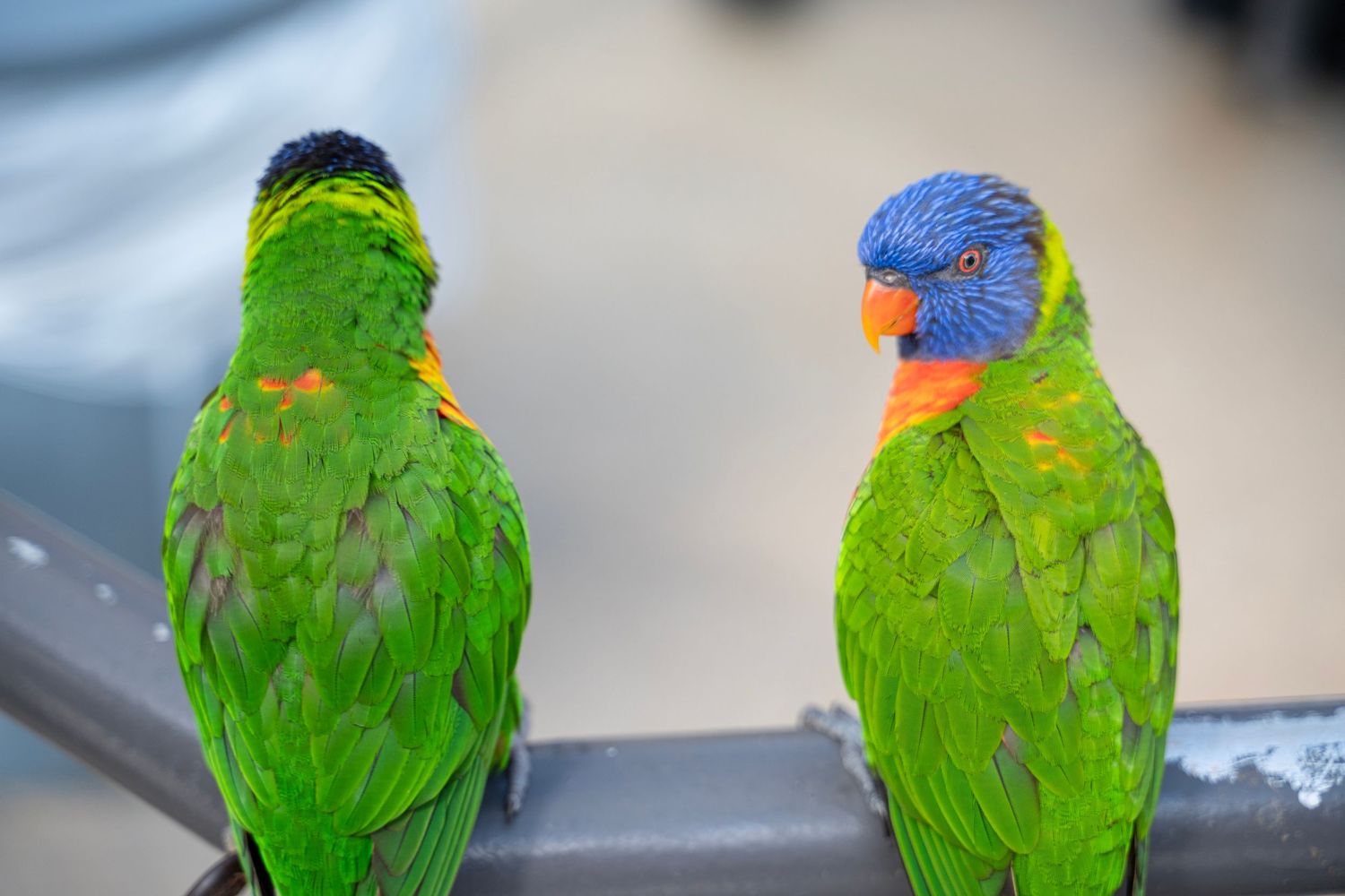 A bright green parrot with orange and blue head feathers perches in a row of identical poses showing different angles.