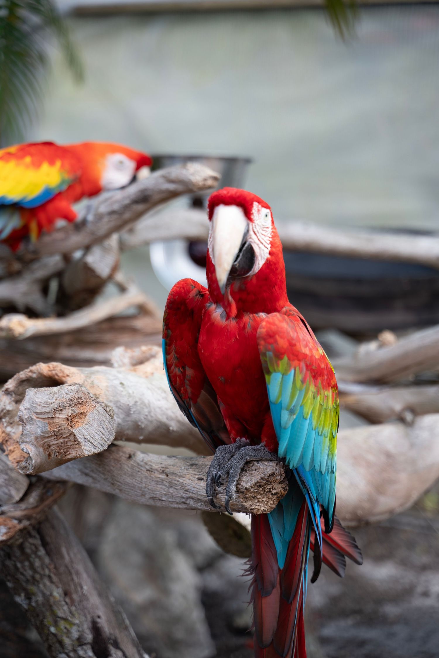 A vibrant scarlet macaw with blue and yellow wing feathers perches on a weathered driftwood branch.