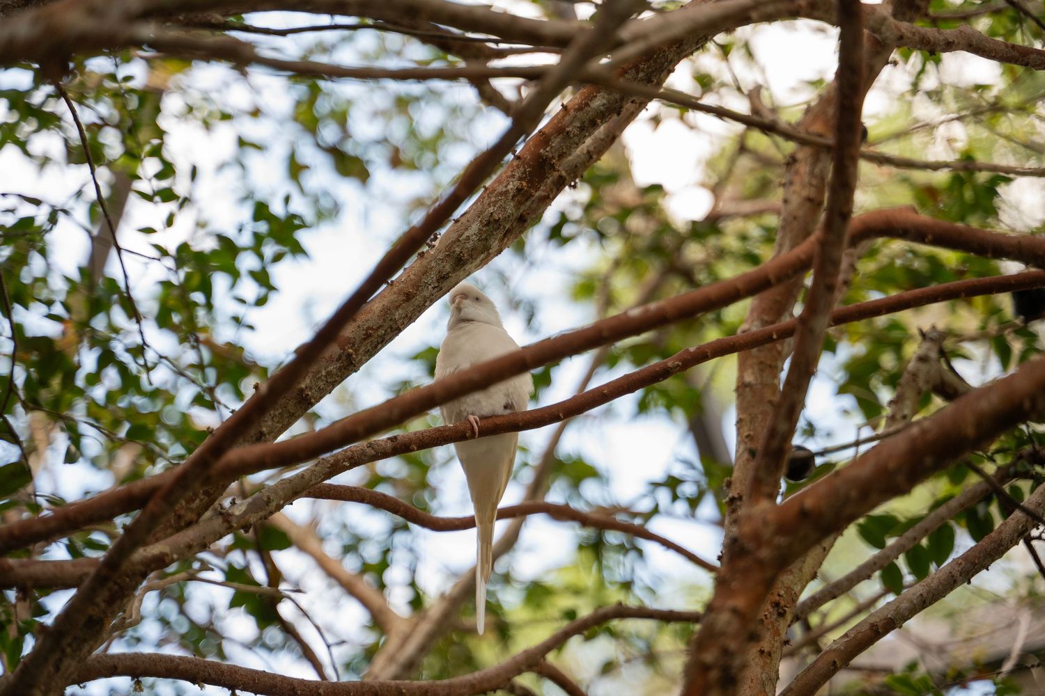 Brown tree branches with green leaves interweaving against a bright blue sky on a sunny day.