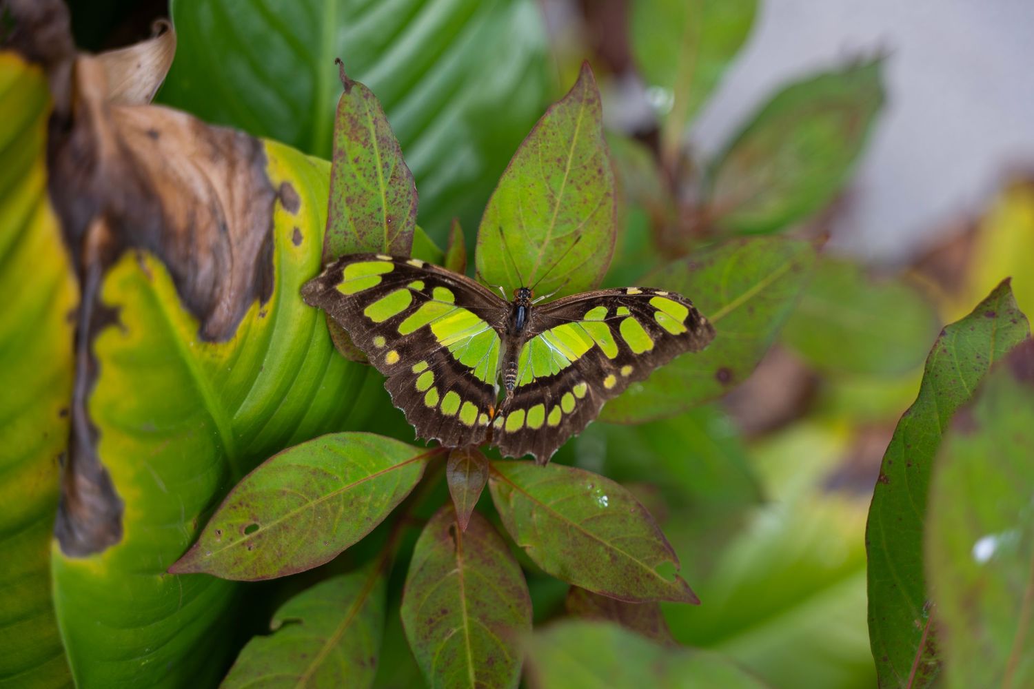 A vibrant yellow swallowtail butterfly perches delicately on a green leaf in a garden setting.