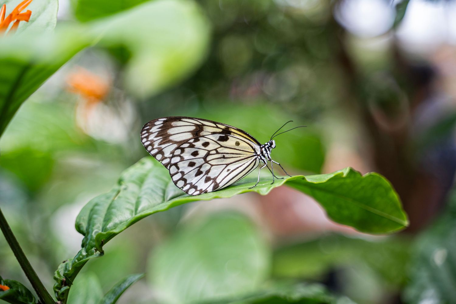 A black and white tree nymph butterfly perches delicately on a green leaf in a garden setting.