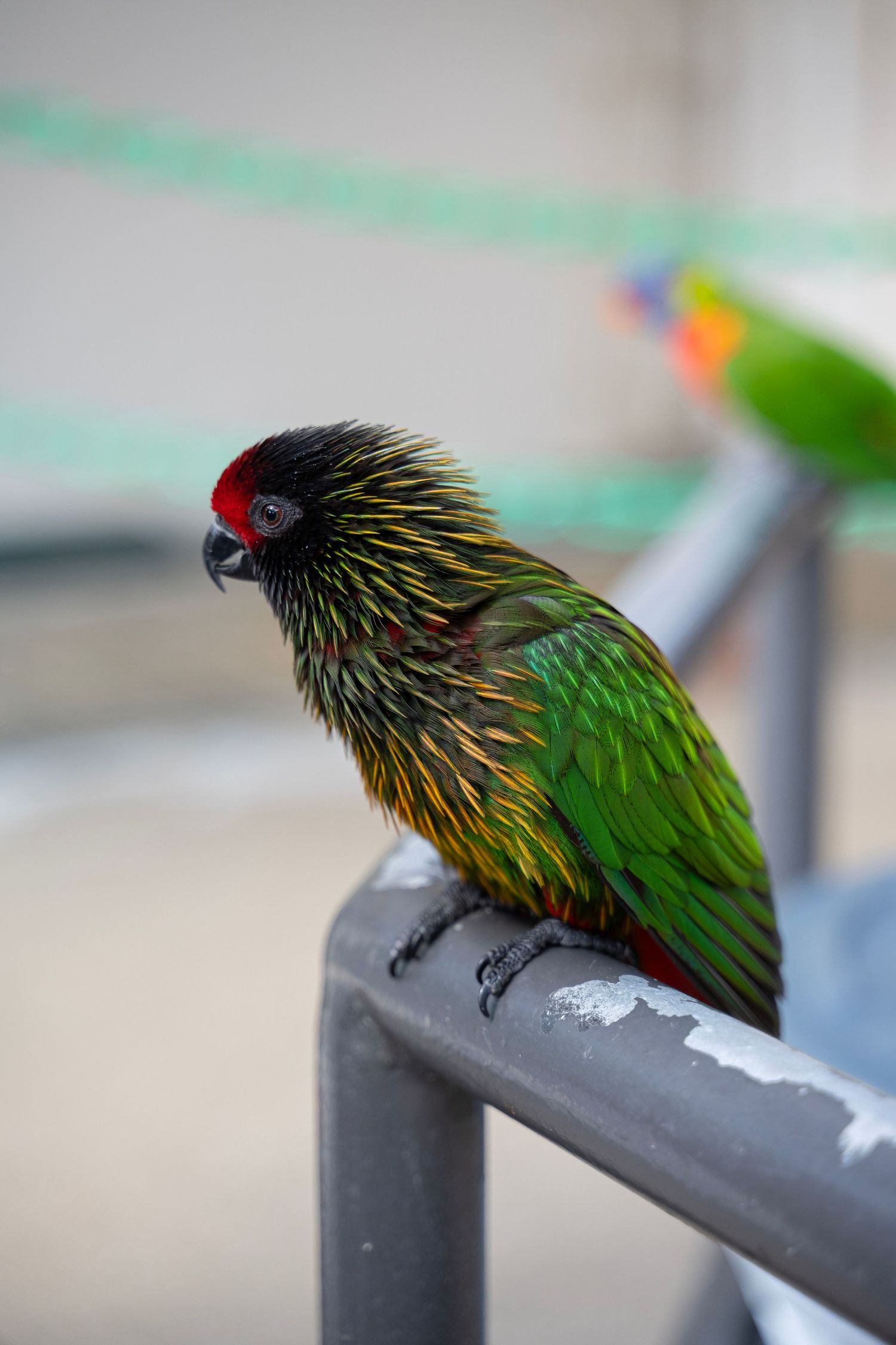 A colorful Nicobar pigeon perched on a metal railing displays its vibrant green and yellow feathers in profile view.