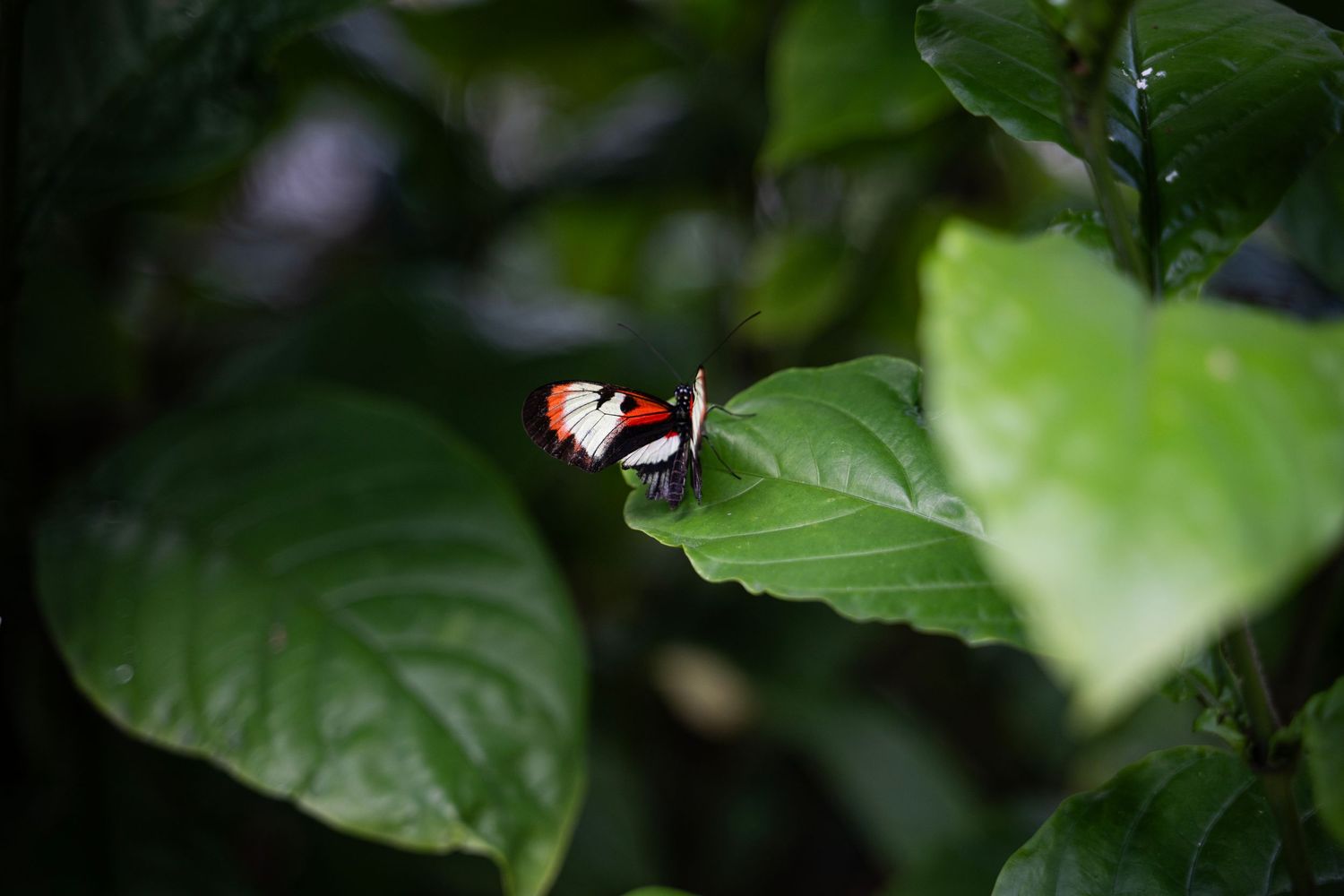 A small black and red butterfly perches delicately on a green leaf in a garden setting.
