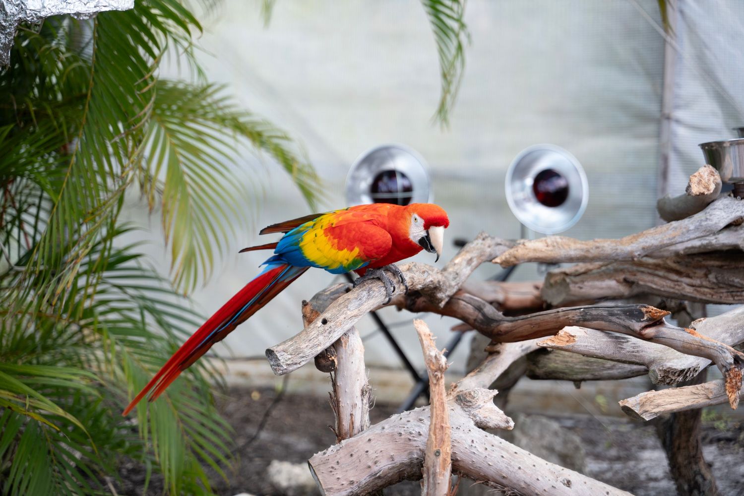 A vibrant scarlet macaw perches on driftwood surrounded by palm fronds in a tropical setting.