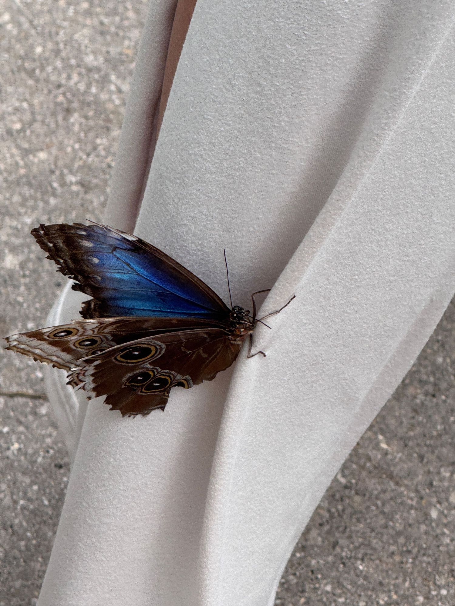 A series of four photos showing a blue morpho butterfly resting on a white surface in different positions.