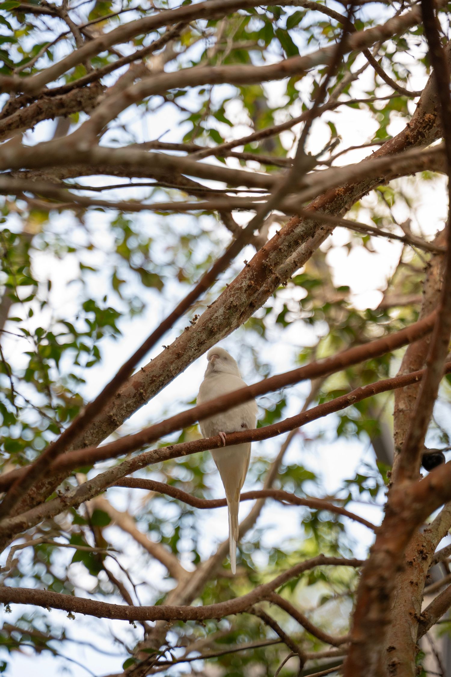 Sunlight filters through intertwining brown tree branches with small green leaves against a bright sky.