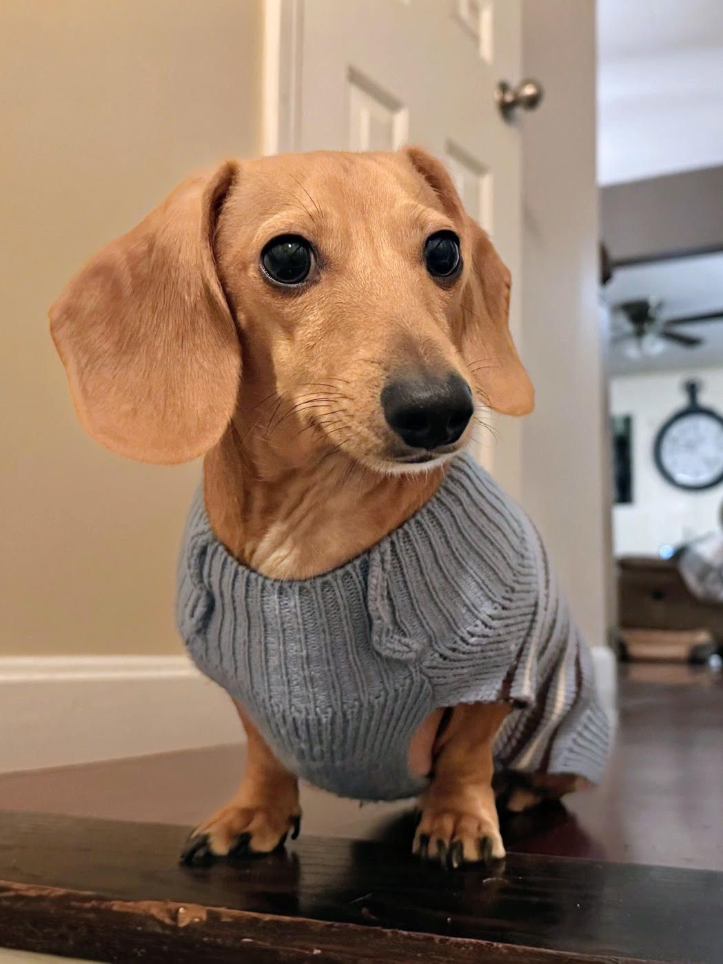 A dachshund puppy wearing a cozy gray knit sweater is photographed from different angles on a wooden surface.