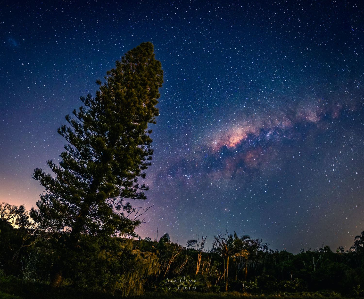 Point Arkwright, Sunshine Coast, Queensland. A tall pine tree silhouetted under a glowing Milky Way, capturing dramatic nightscape photo.