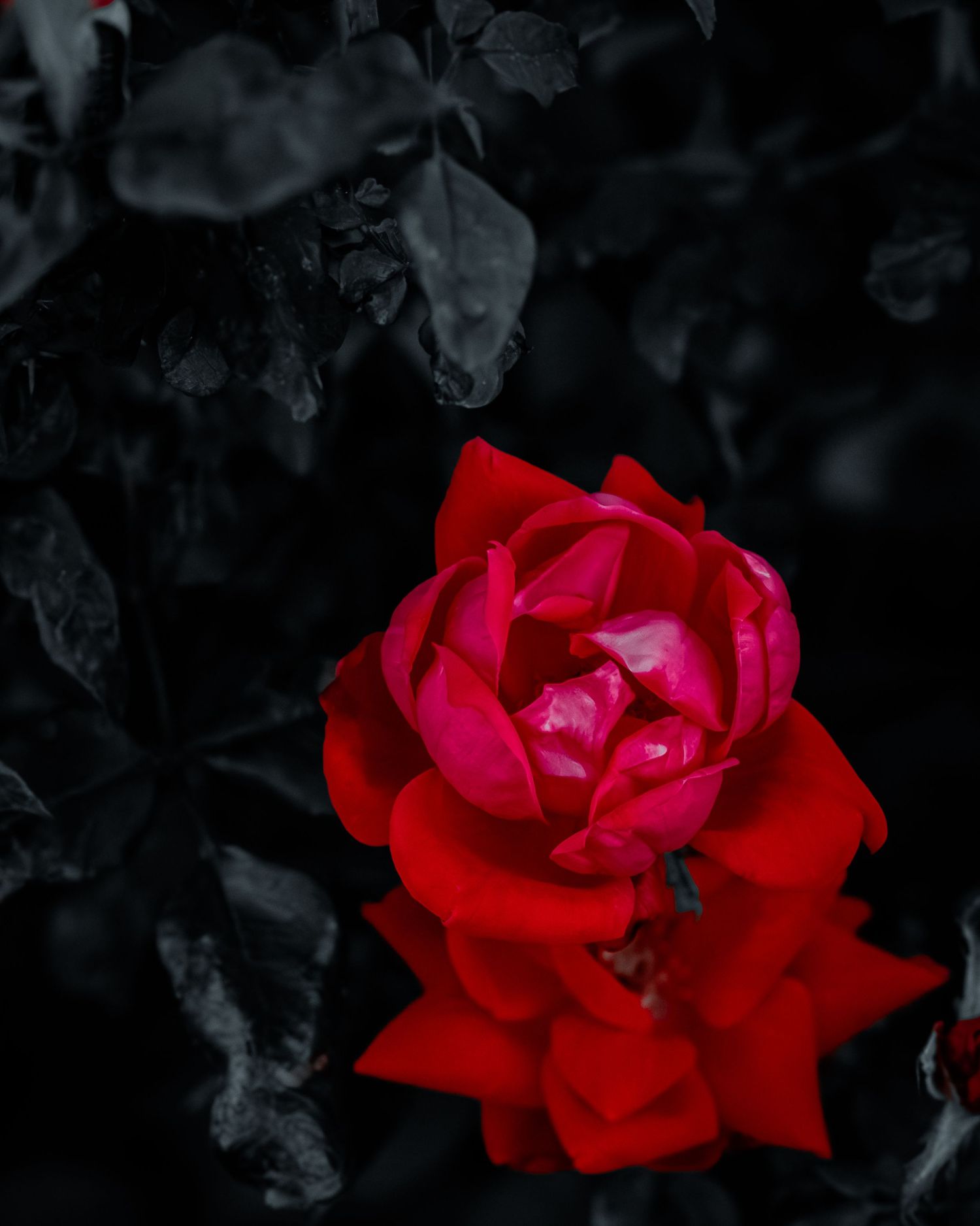 Vibrant red roses bloom against a dark monochromatic background creating dramatic contrast.