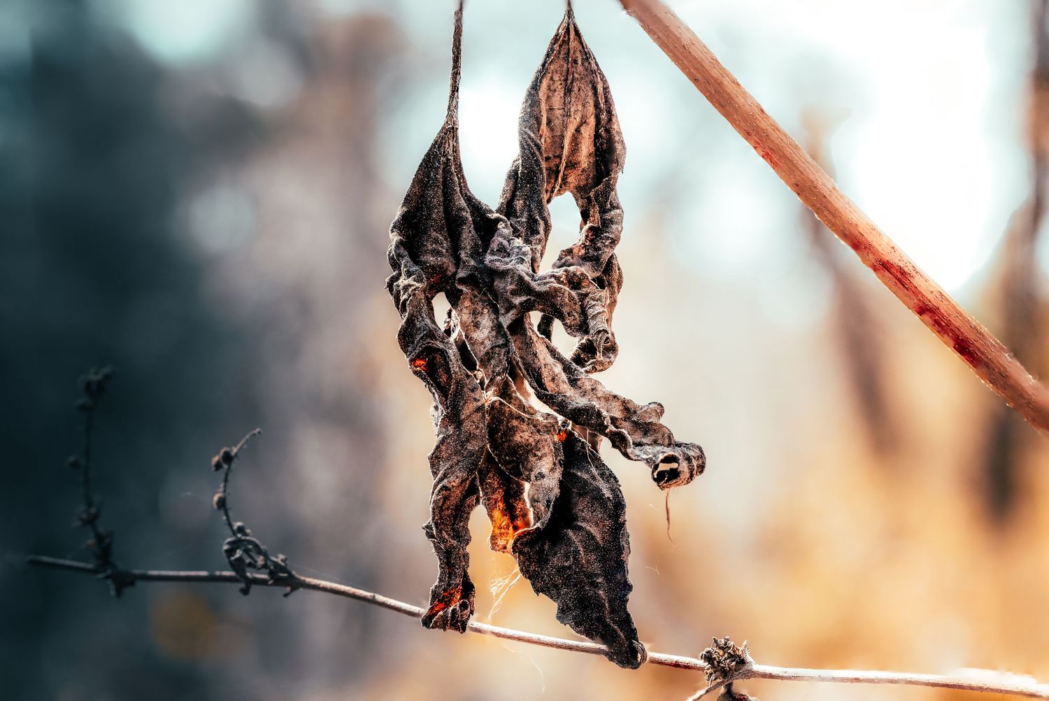 Dried seed pod on a branch with blurred natural background.