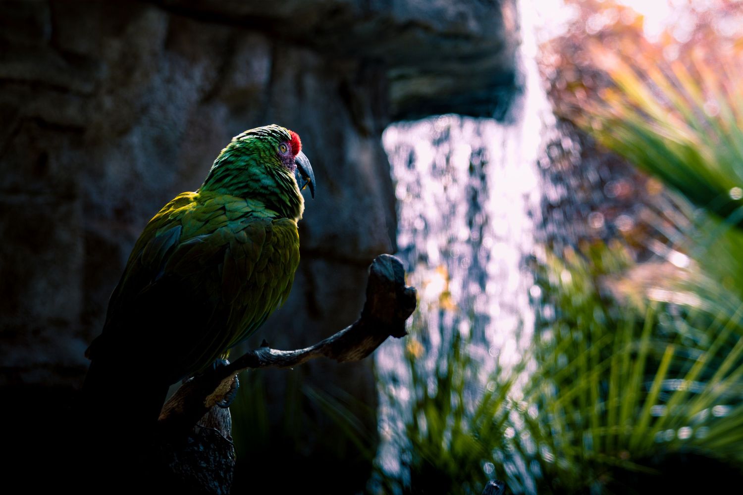 Vibrant pink and white water fountain spraying in a tropical garden setting with palm fronds.