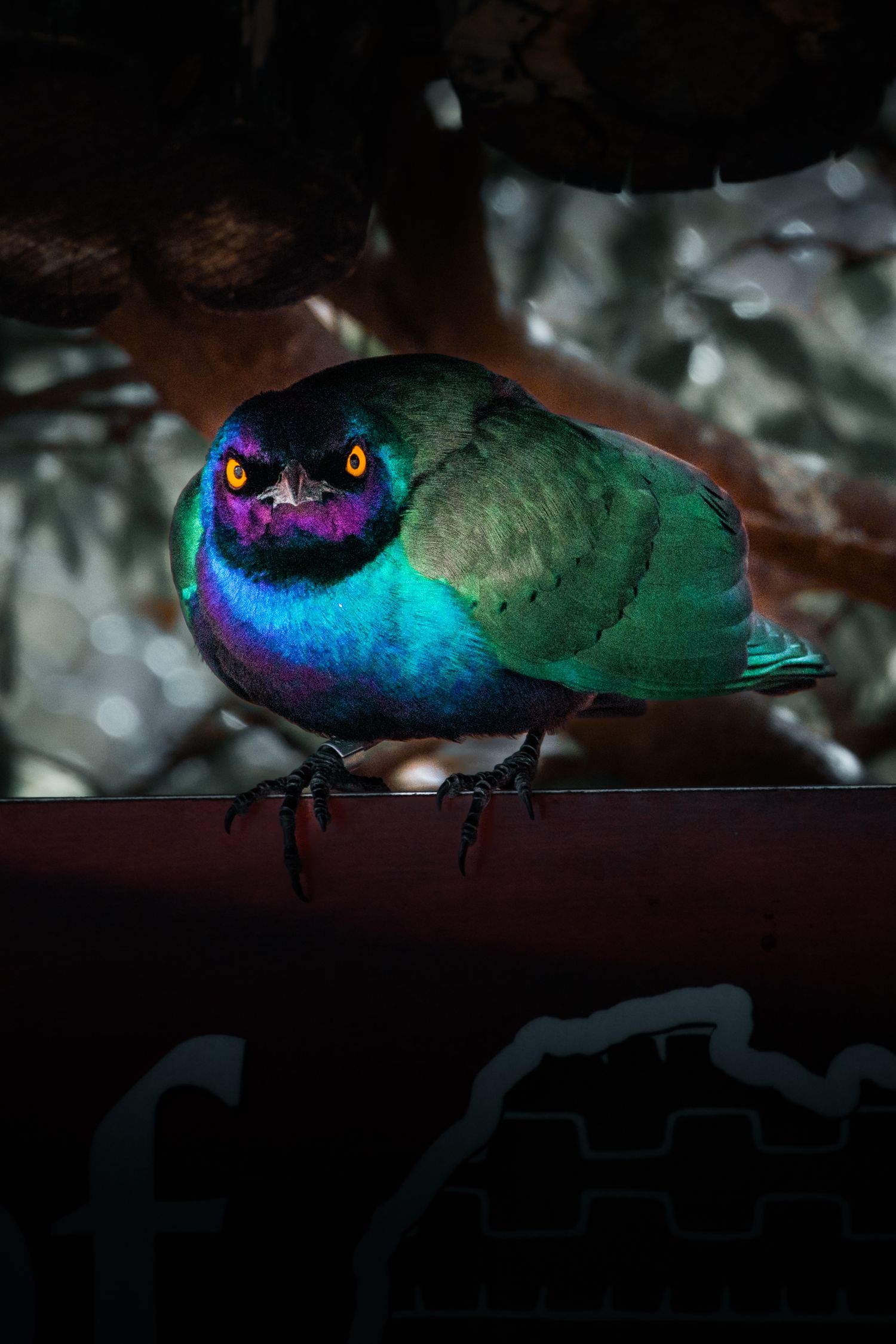 Iridescent blue and green bird perched on a branch displaying its colorful metallic feathers.
