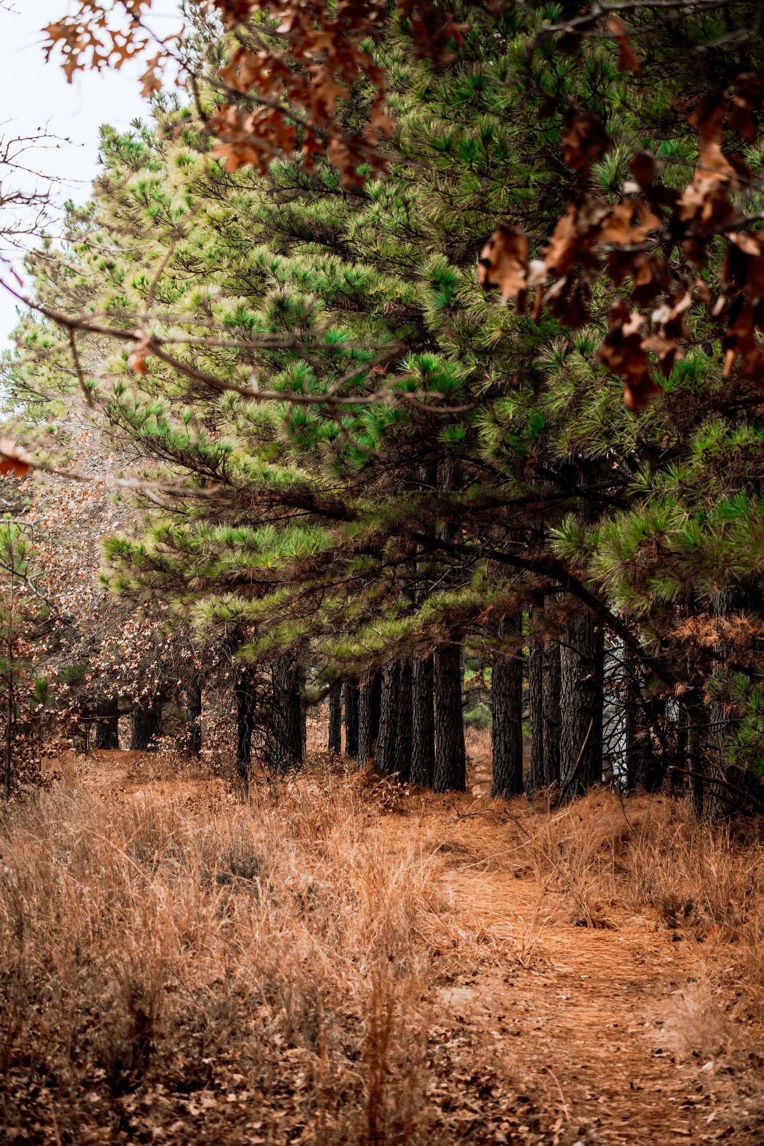 A winding dirt path leads through an autumn pine forest with orange fallen leaves.