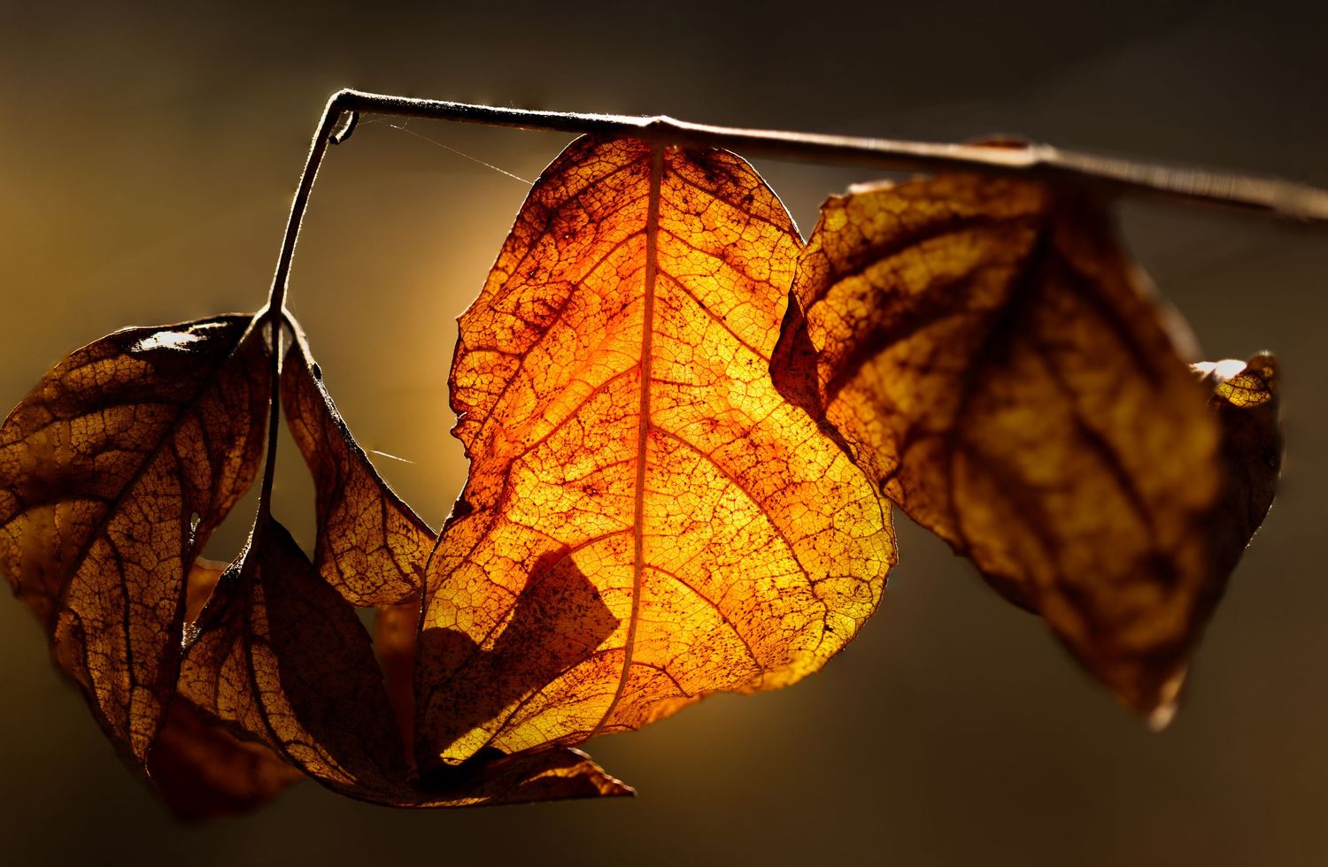 Close-up of backlit autumn leaves showing detailed veins and rich amber colors in a dark setting.