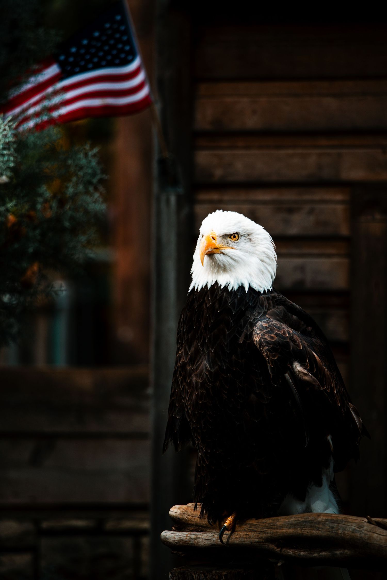 Majestic bald eagle perched against dark background with American flags.
