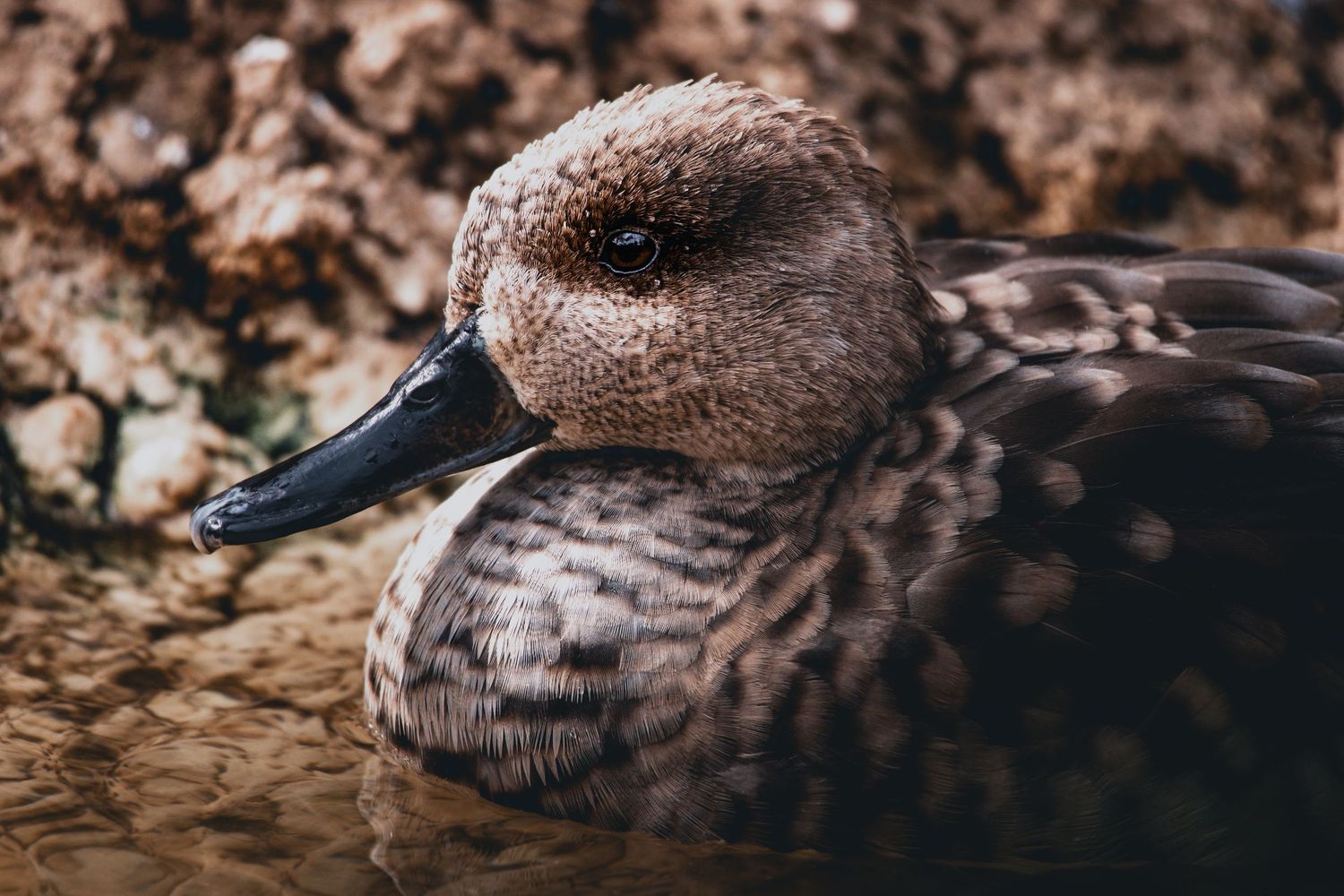 Close-up profile view of a duck with detailed brown feather patterns.