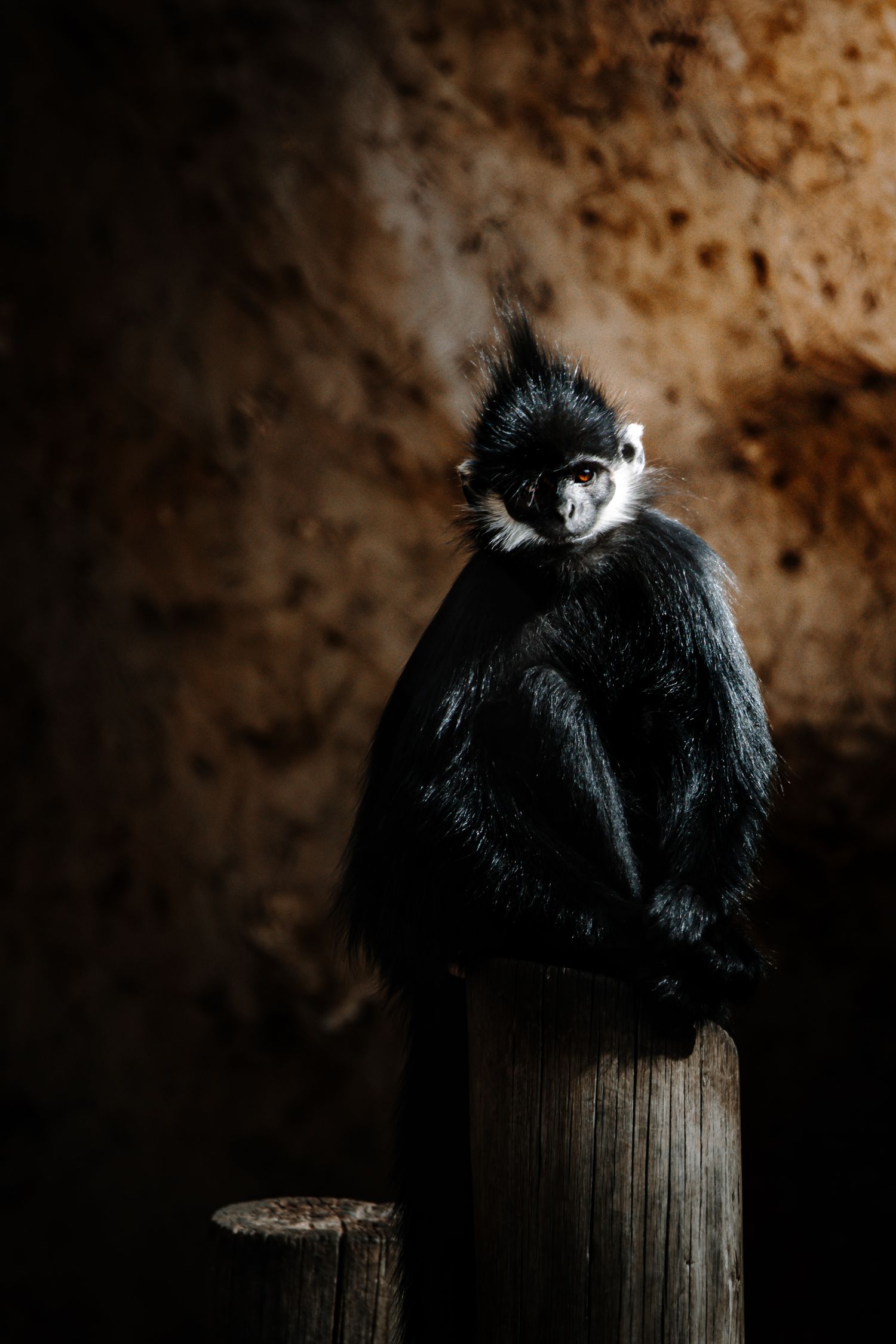 Black and white monkey sitting on wooden post in moody lighting.