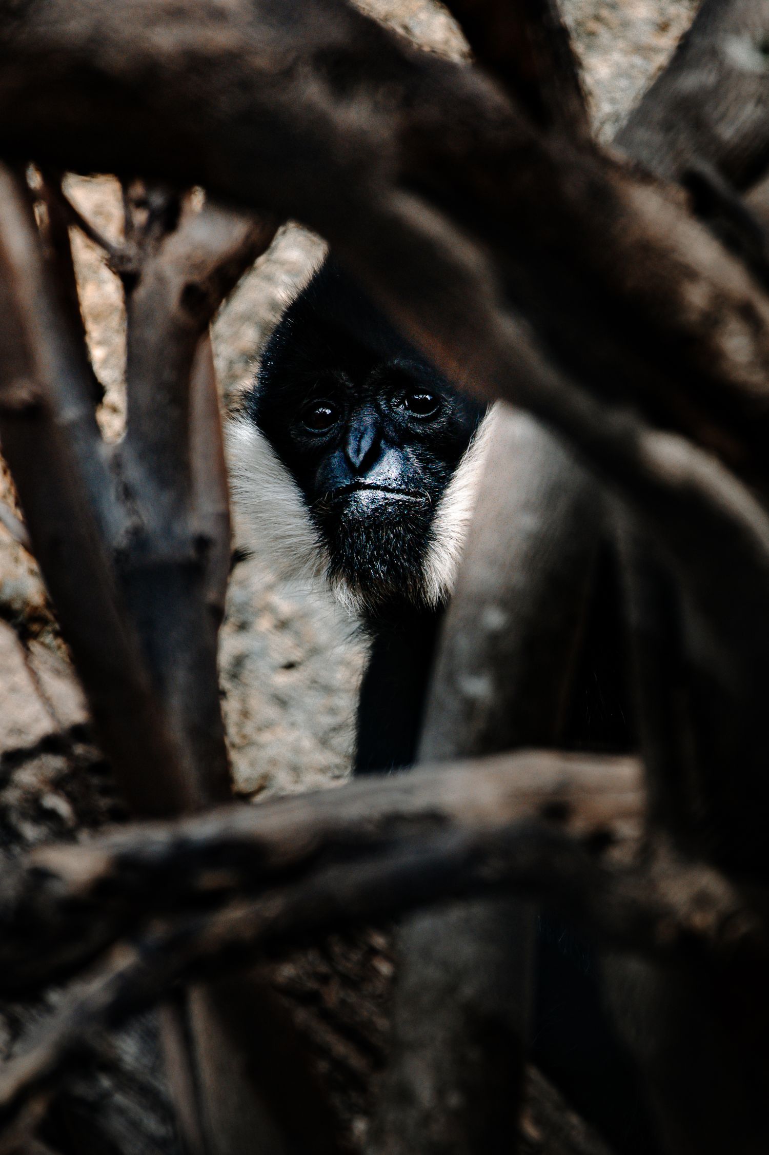 Dark primate eyes peering through tree branches in shadow.