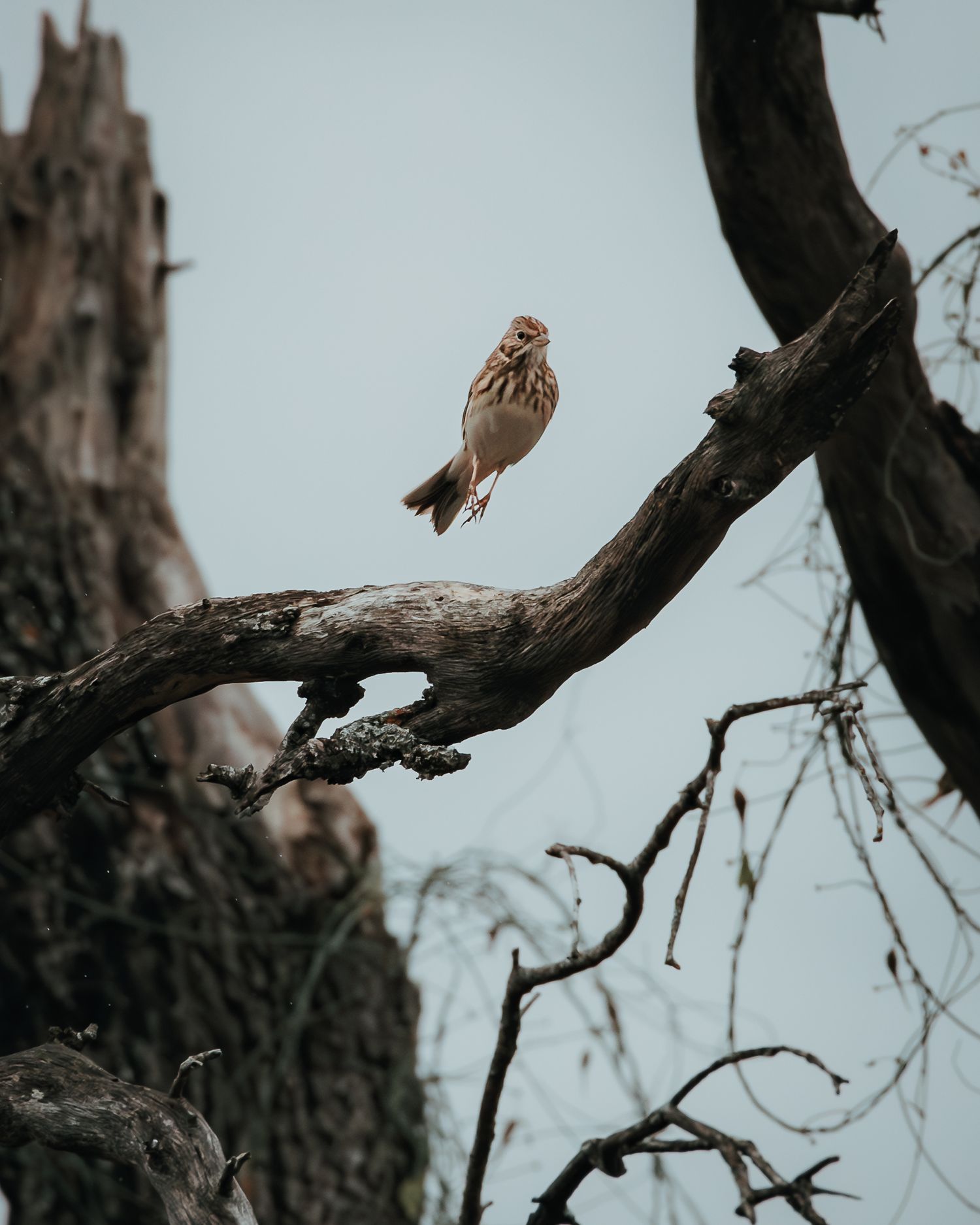 Bird perched on bare tree branches against a misty grey sky.