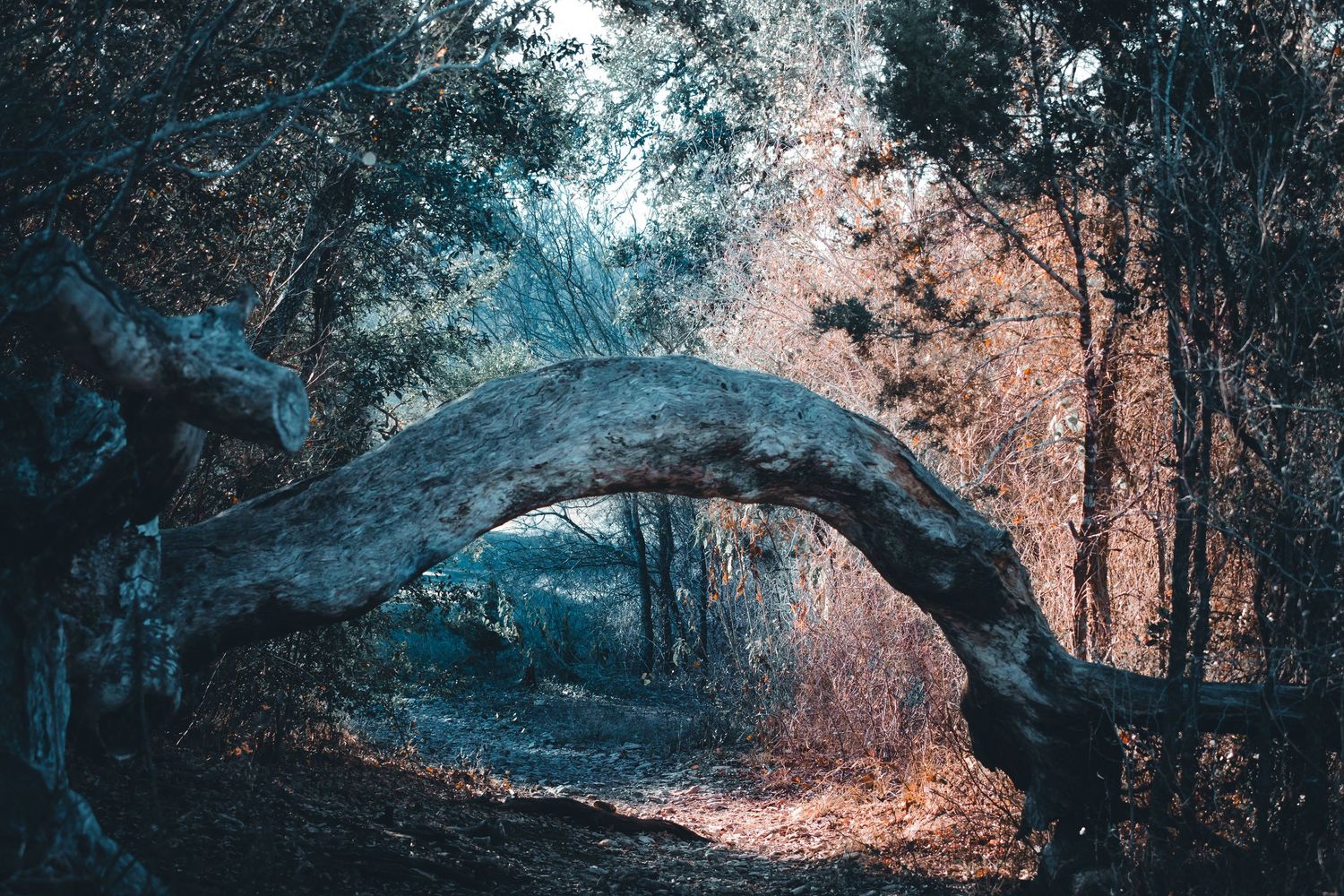 Mystical forest scene with ethereal blue tones and sunlit patches filtering through trees.