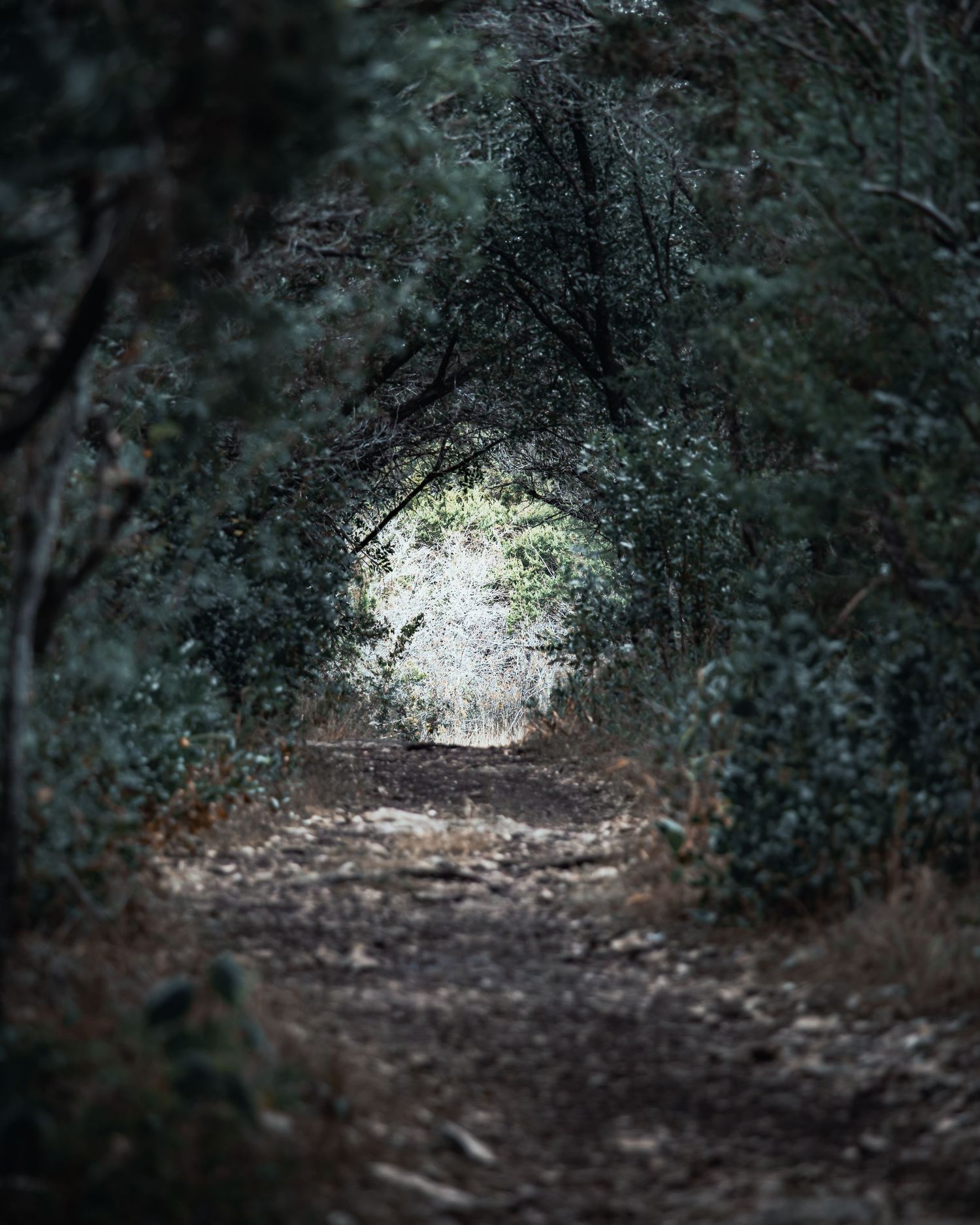 Mysterious forest path with sunlight filtering through dense foliage creating a natural tunnel.
