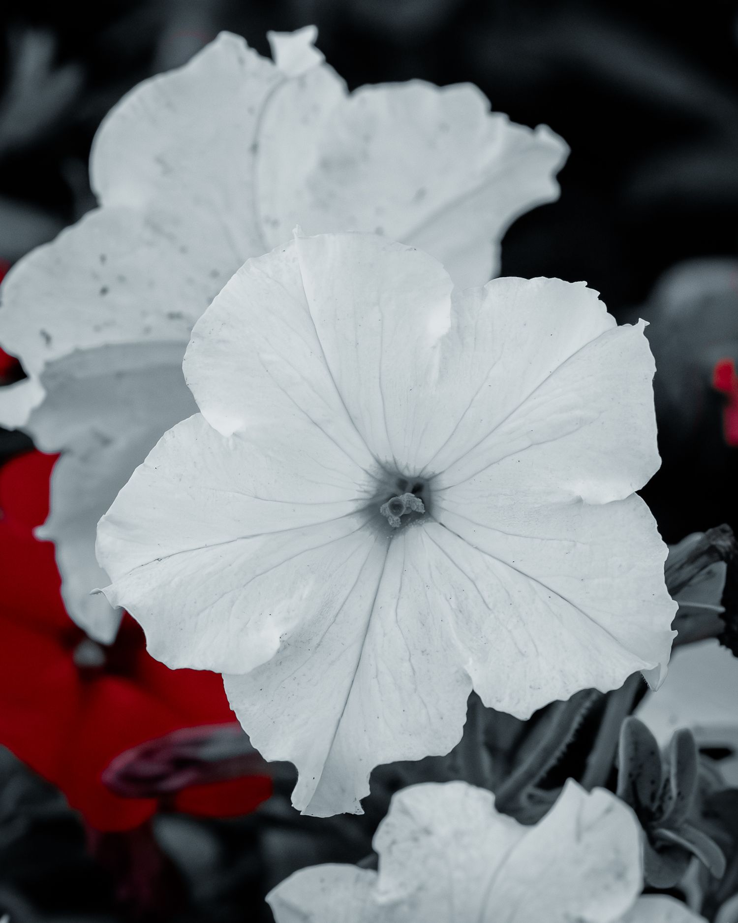 A series of white petunia flowers in monochromatic style with selective red coloring in the background.