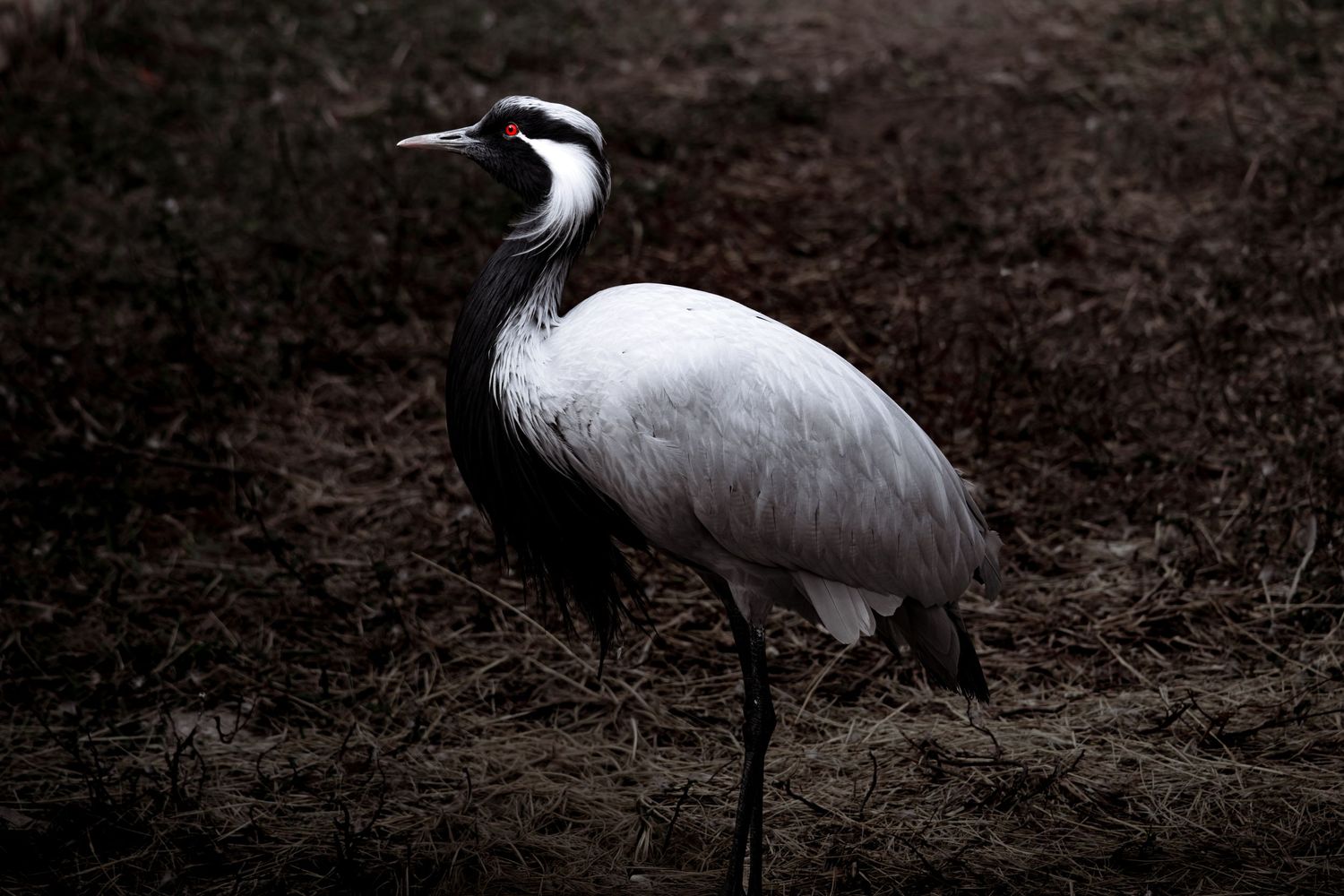 White cranes stand gracefully against a dark earthy background.