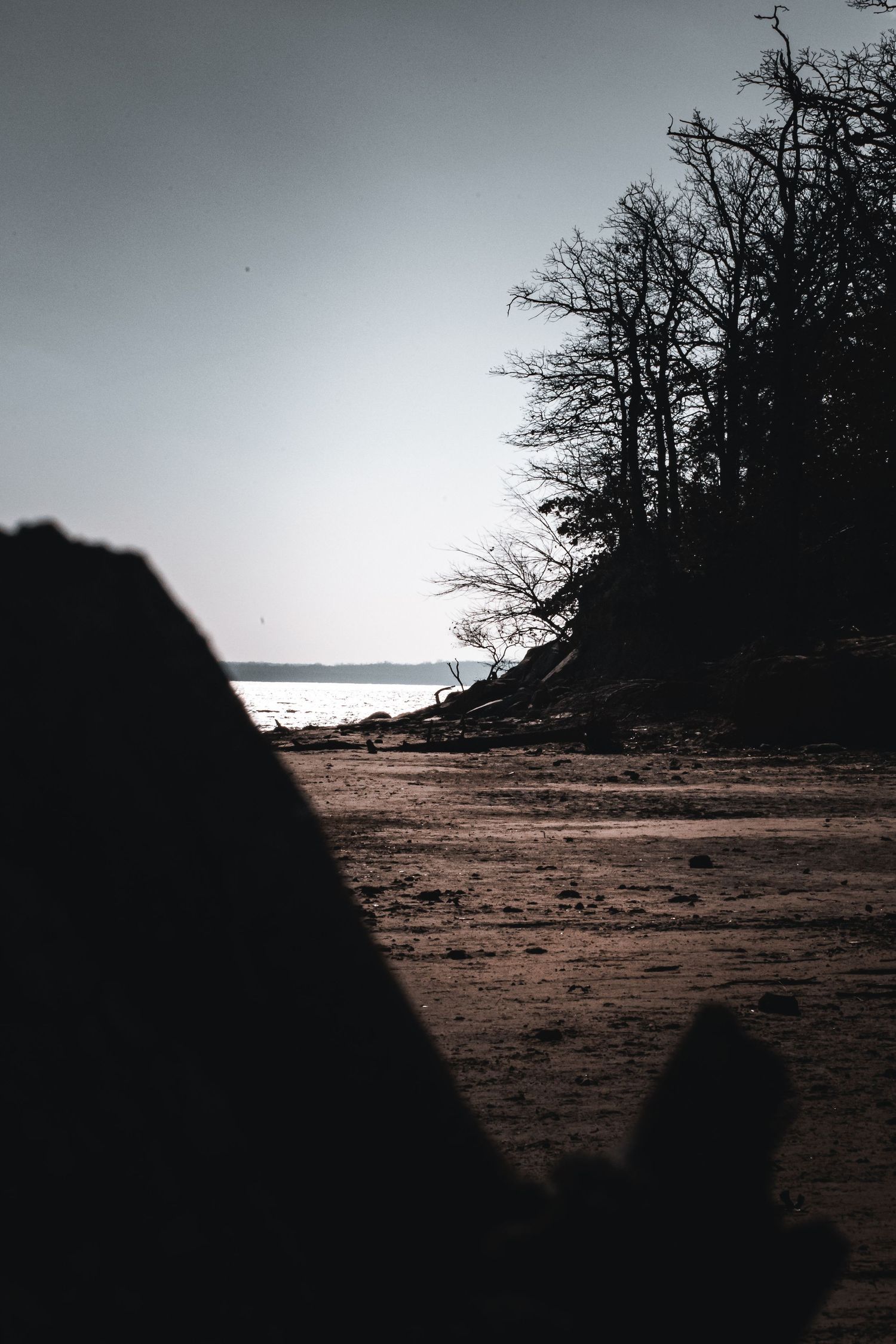 Silhouetted trees line a barren landscape against an overcast sky.