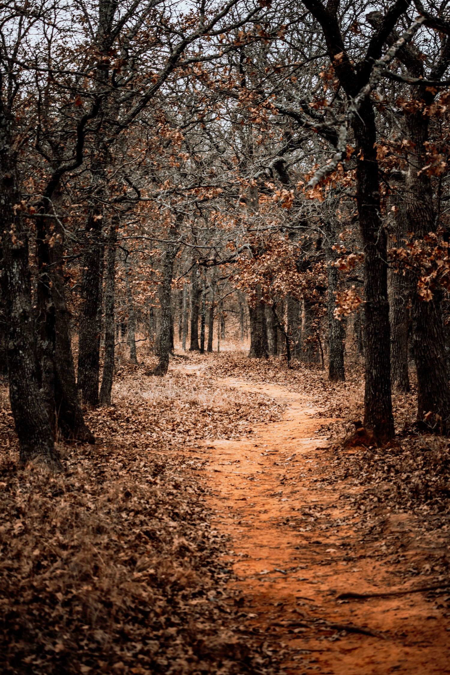 A winding dirt path through an autumn forest with fallen leaves and bare trees creates a moody atmosphere.